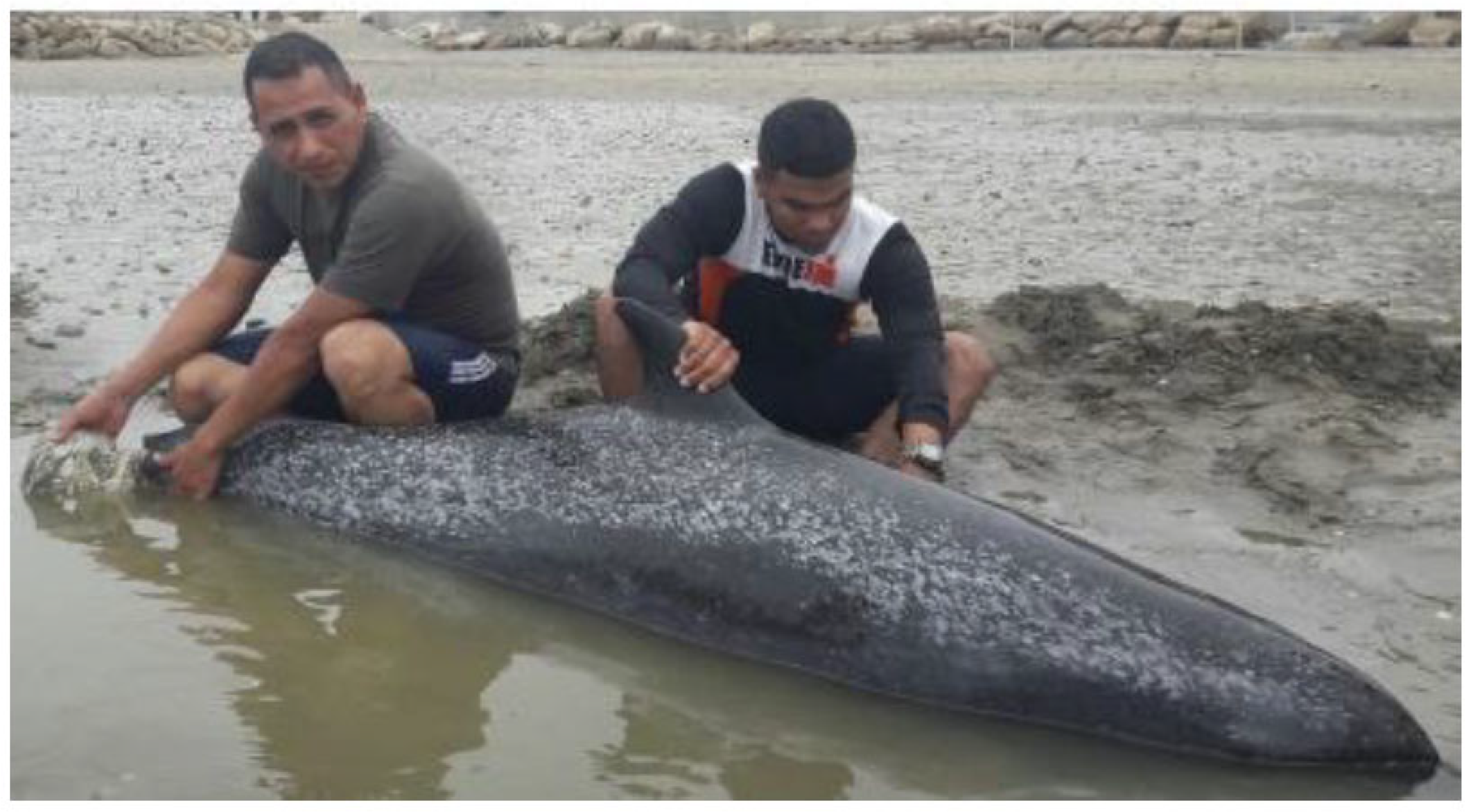 Preprints 197583 g014