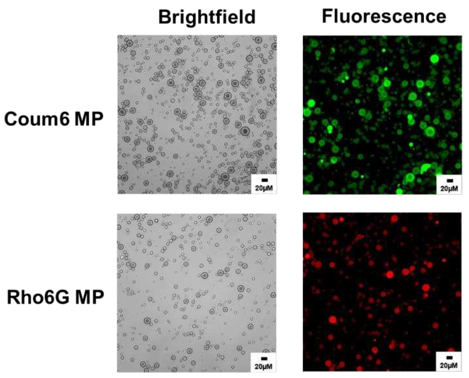 Preprints 80565 g011