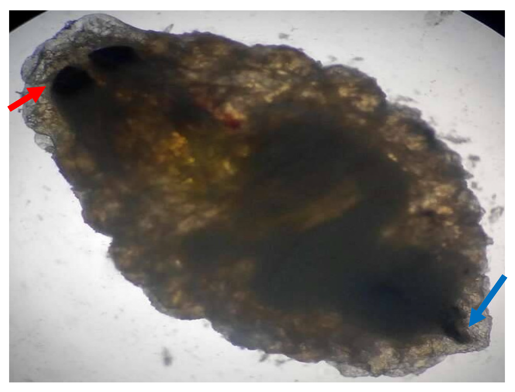 Preprints 170095 g001