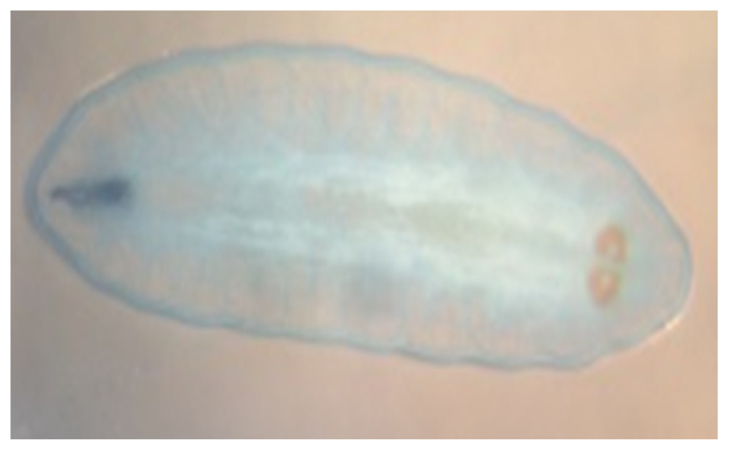 Preprints 170095 g002