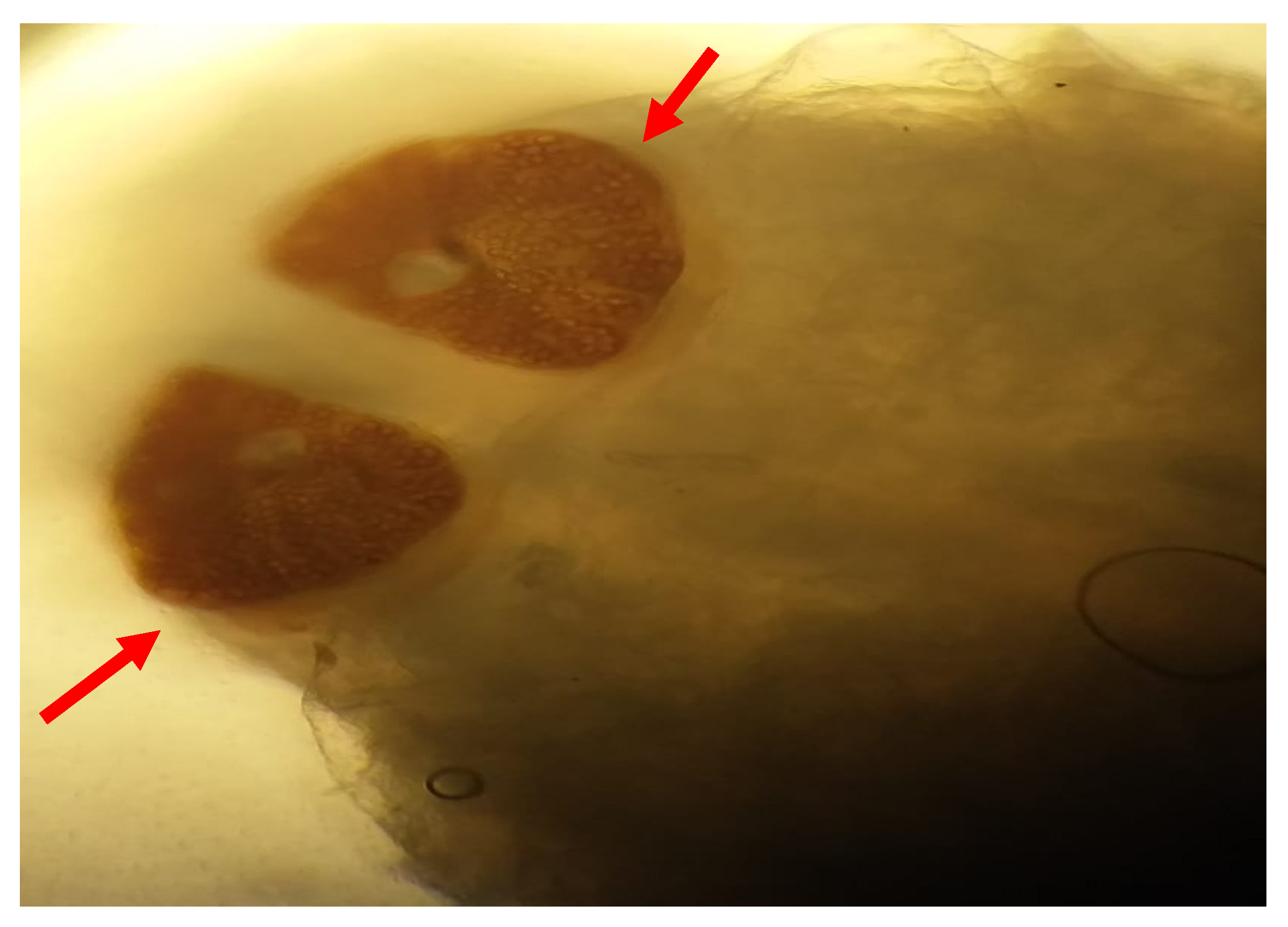 Preprints 170095 g003