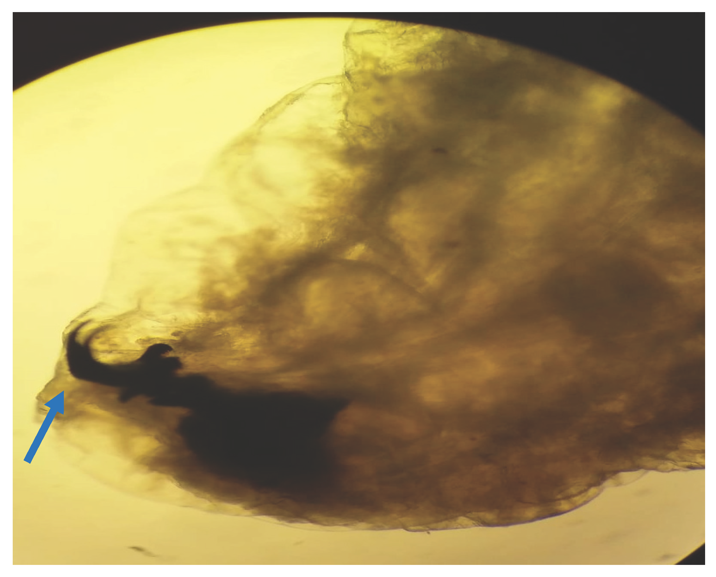 Preprints 170095 g004