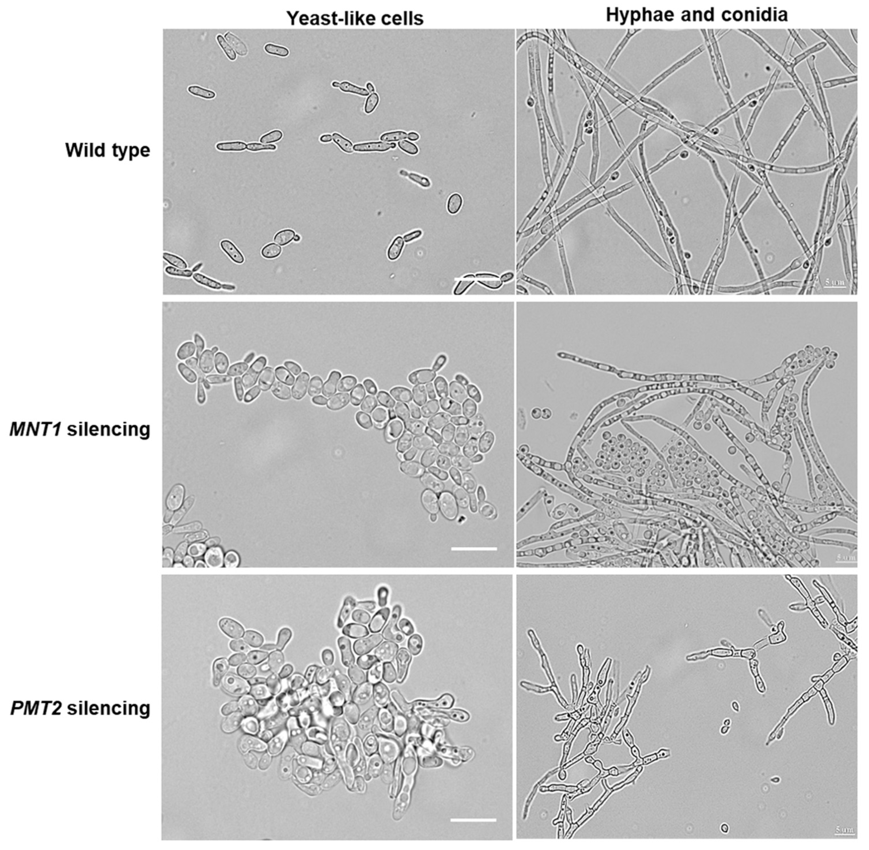 Preprints 154319 g001