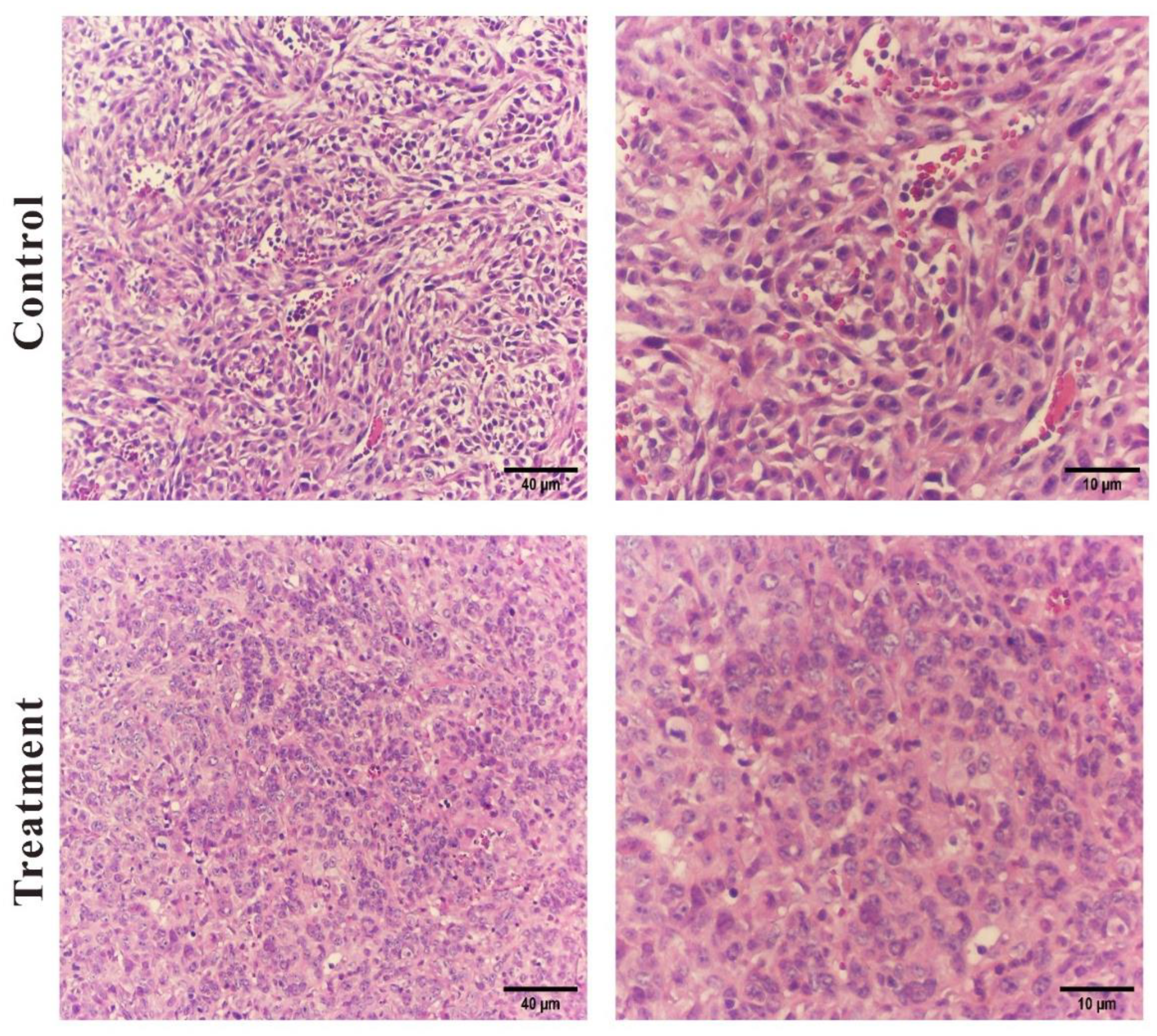 Preprints 147426 g009