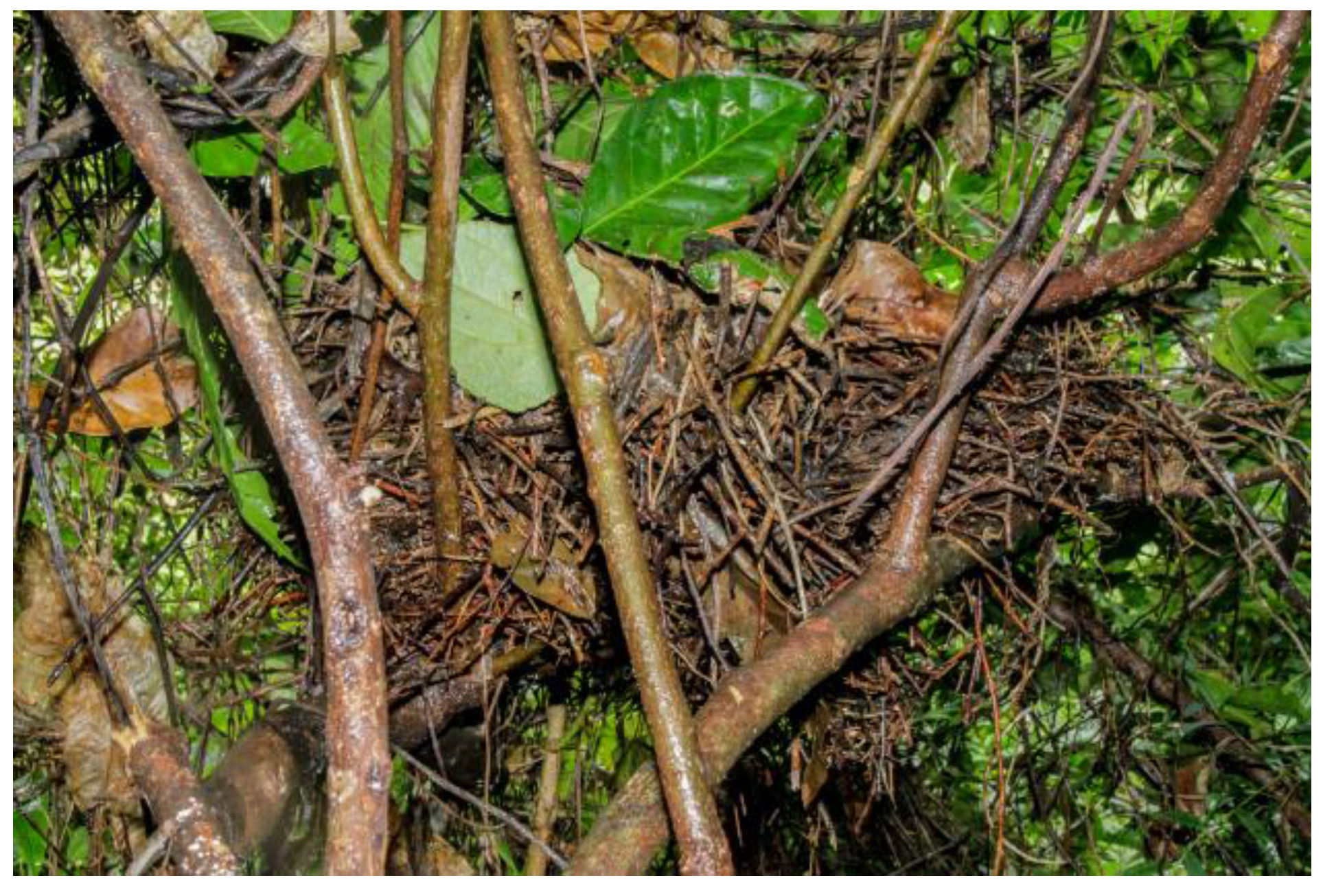 Preprints 186886 g001