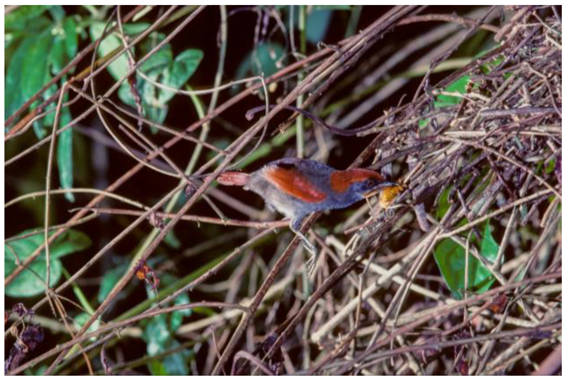 Preprints 186886 g003