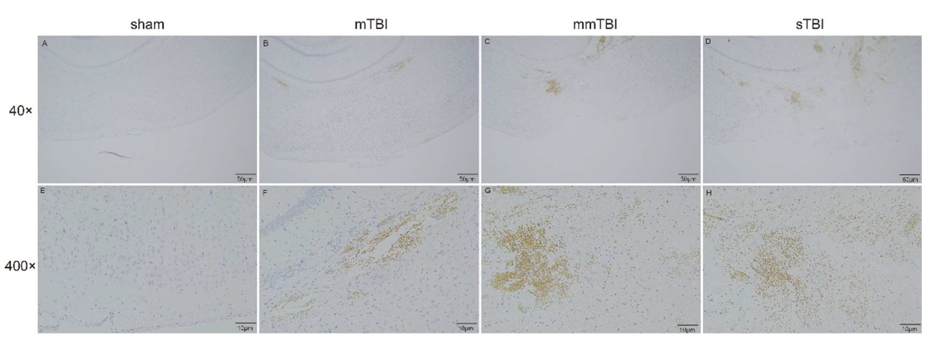 Preprints 144010 g003