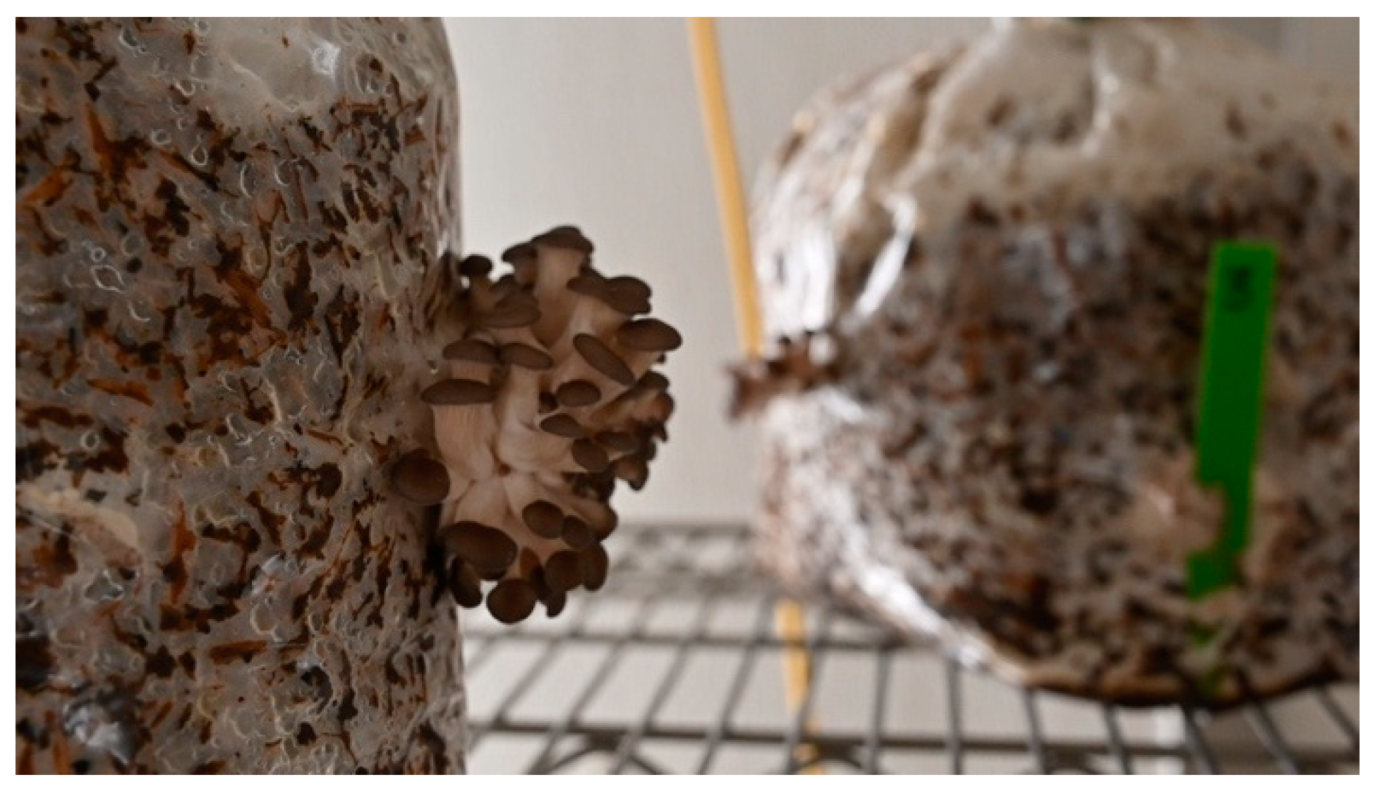 Preprints 157813 g003