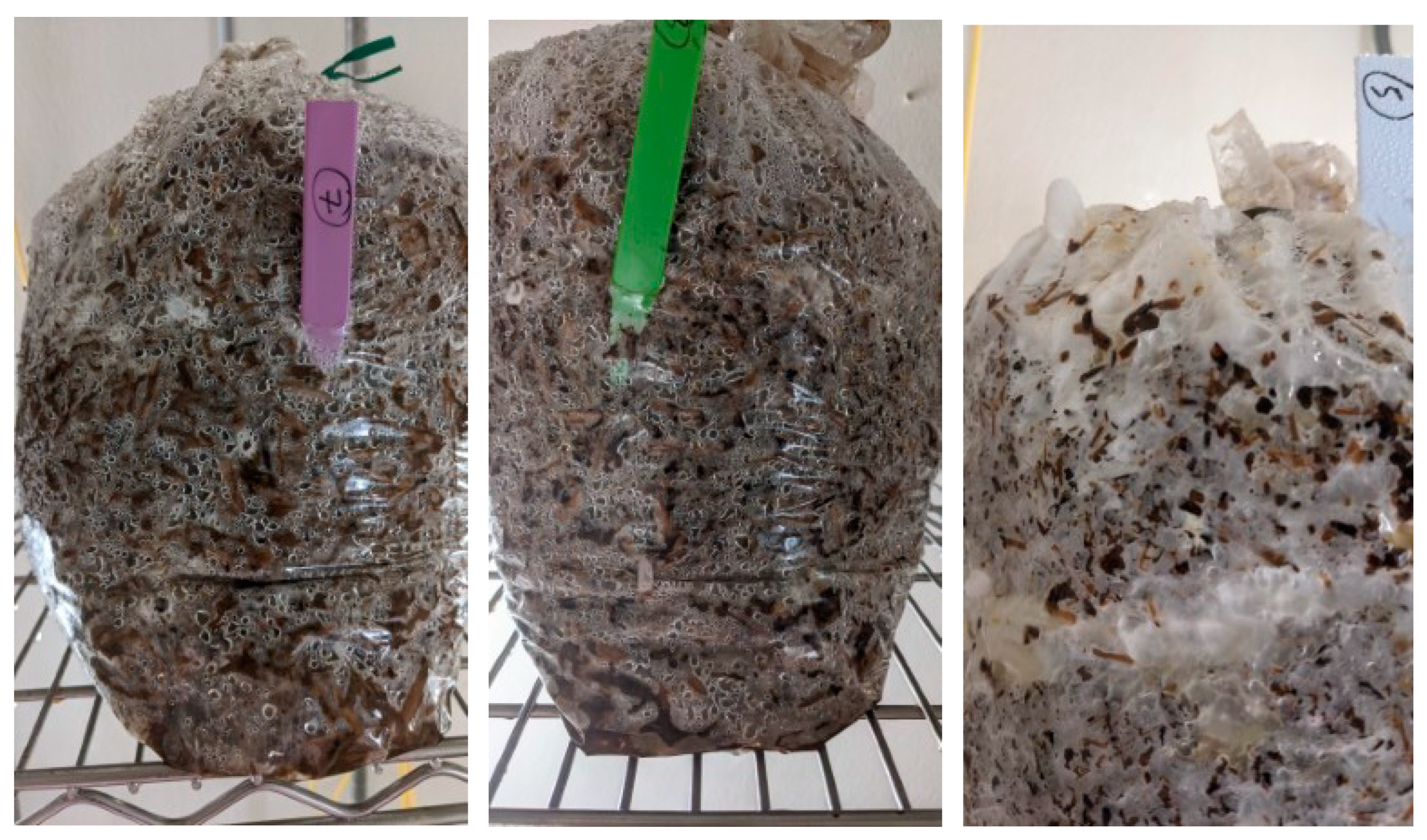 Preprints 157813 g006