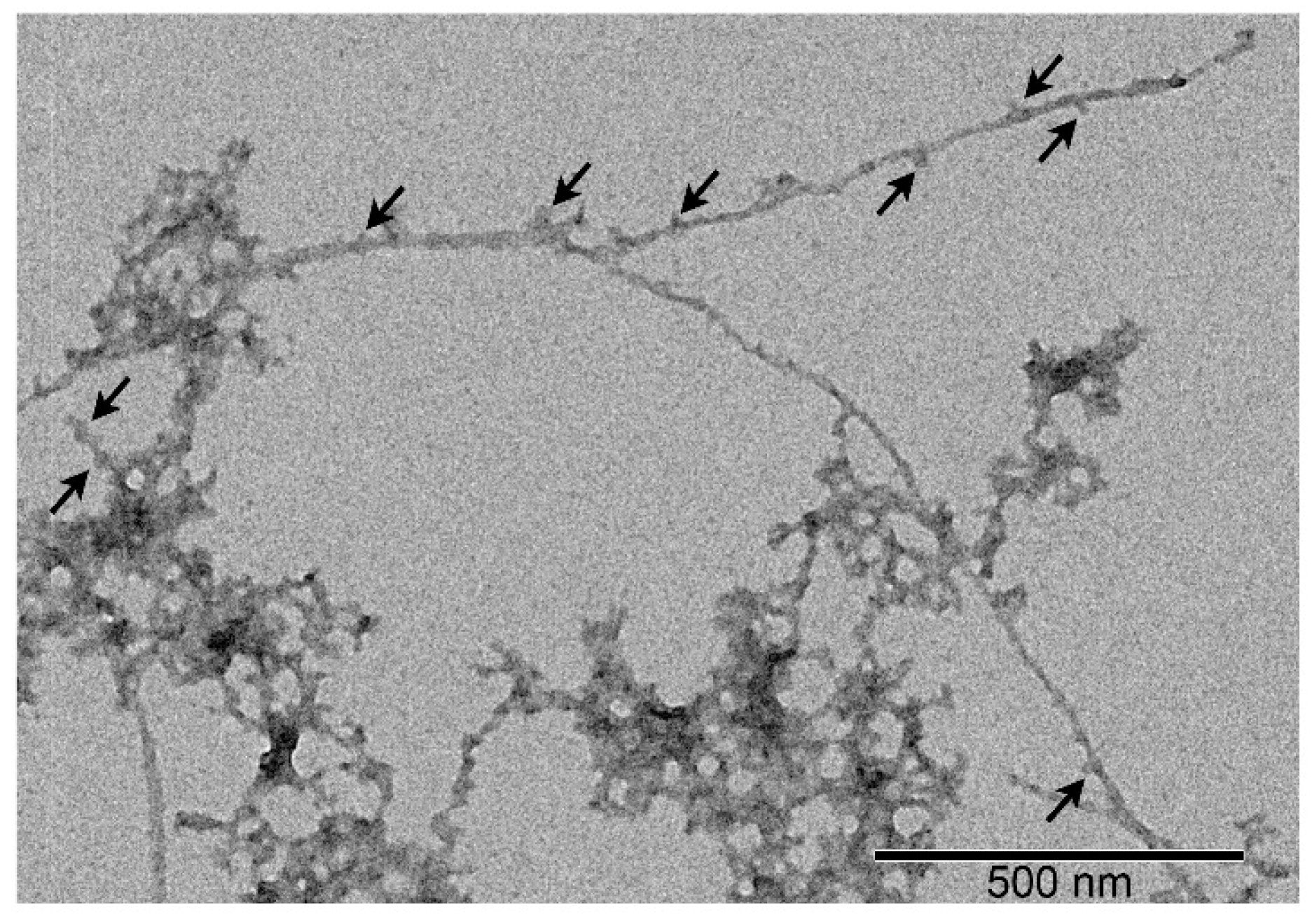 Preprints 147632 g006