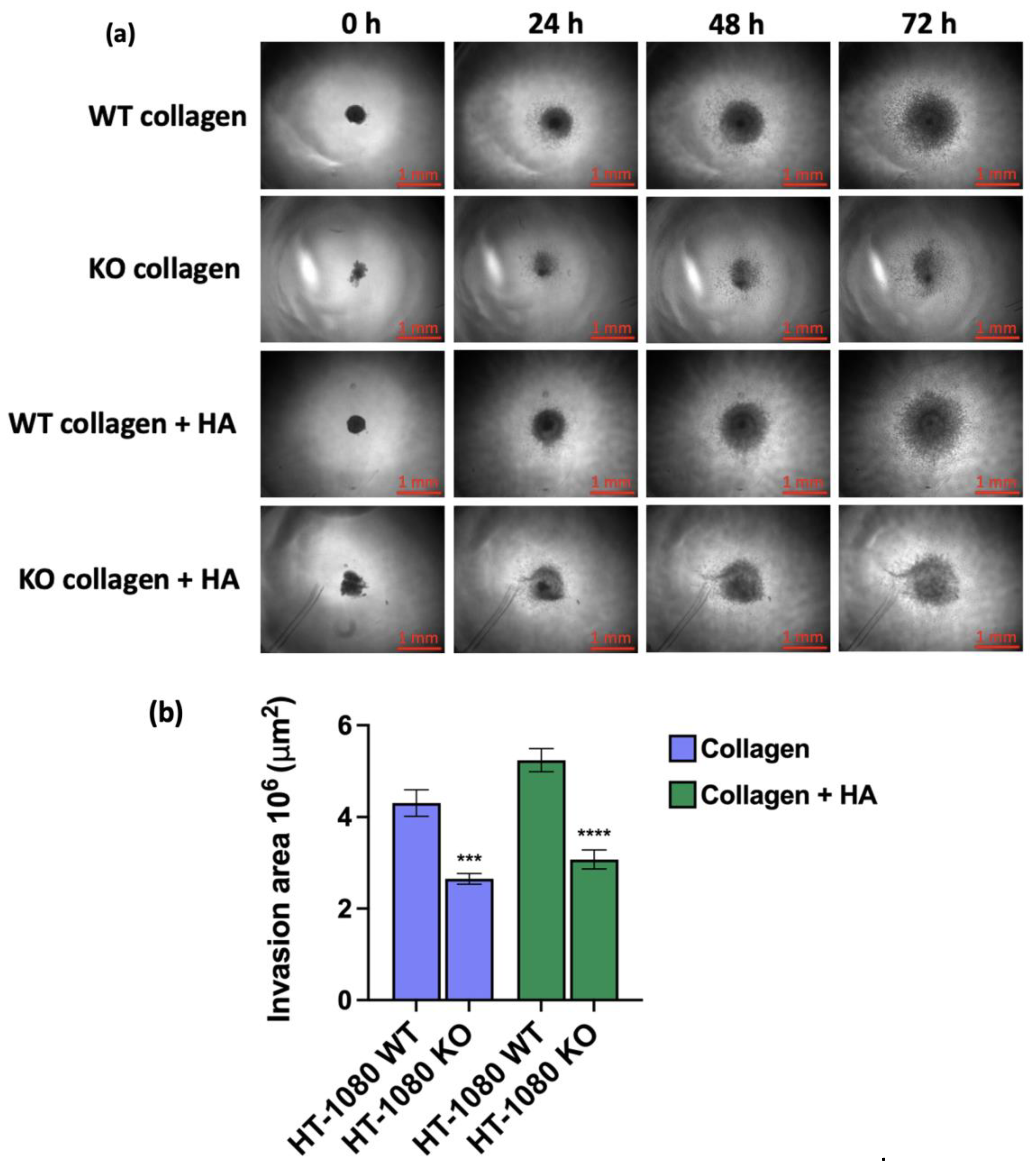 Preprints 169569 g006