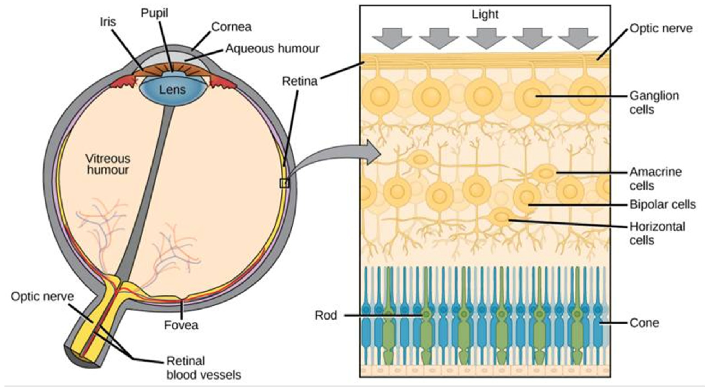Preprints 157689 g007