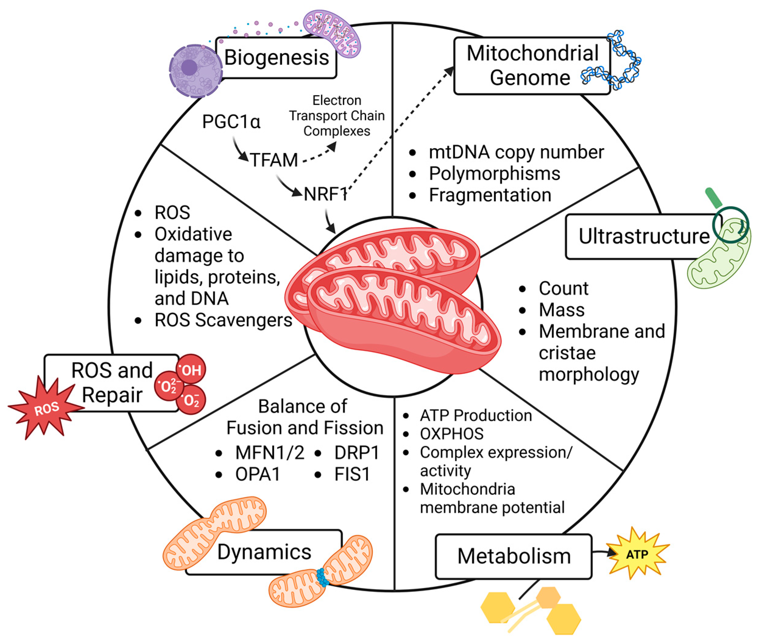 Preprints 80564 g001