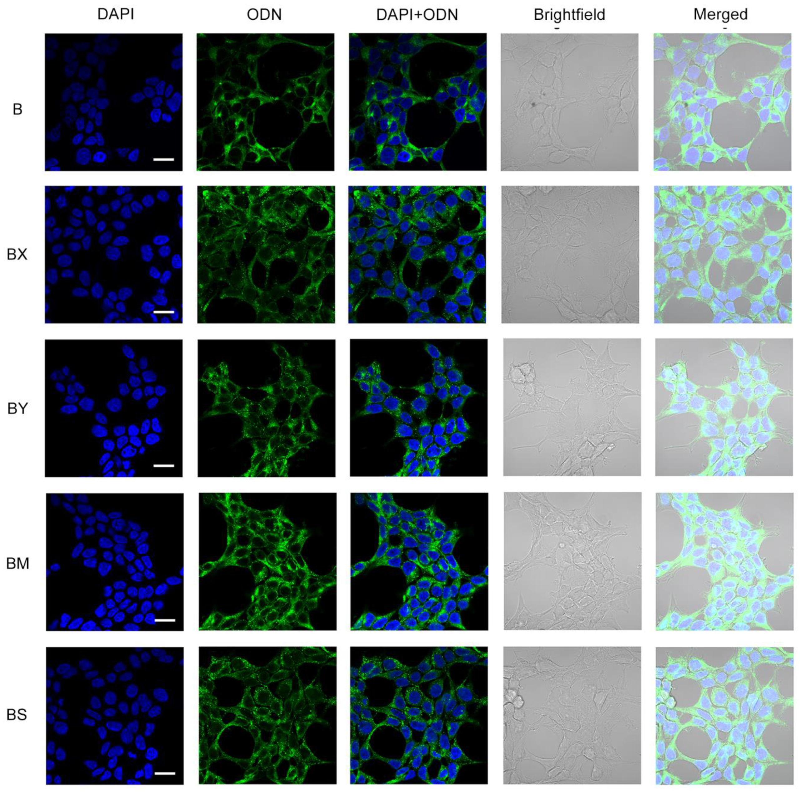 Preprints 92831 g005