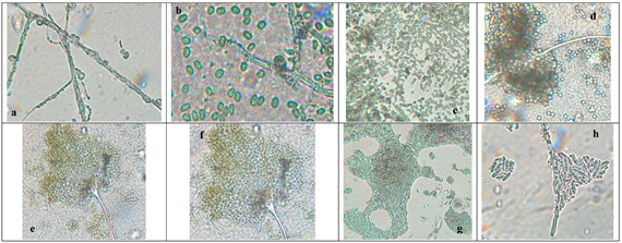 Preprints 147246 i002