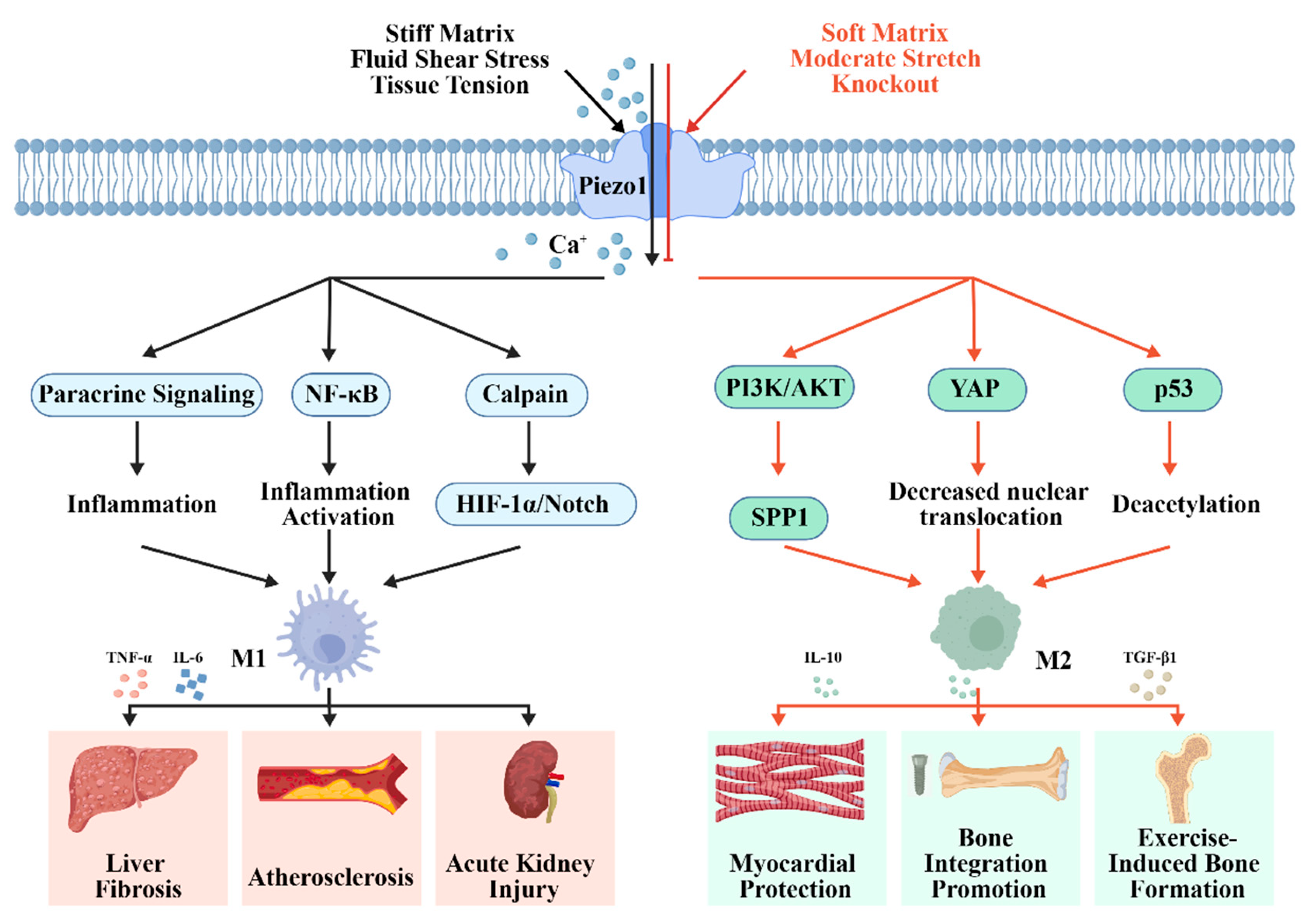 Preprints 210303 g003