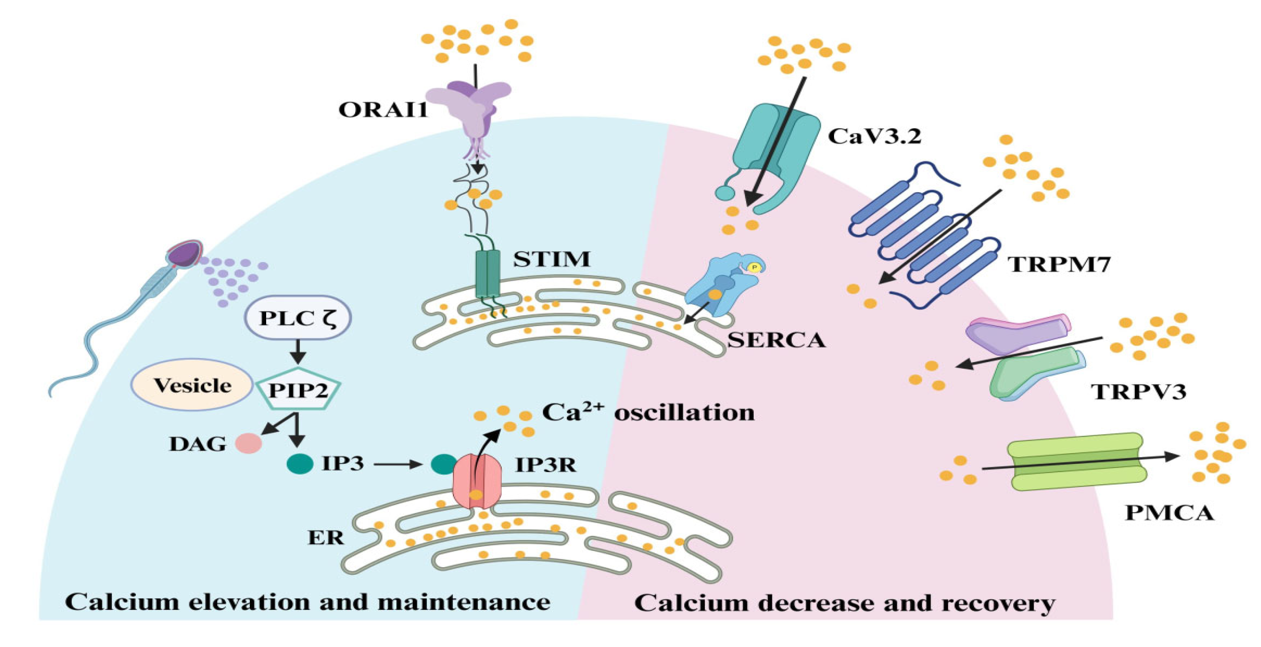 Preprints 161474 g002