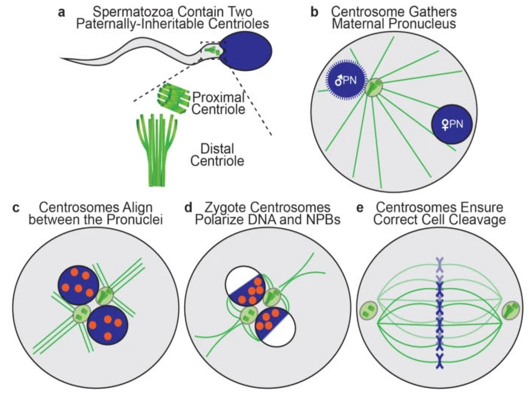 Preprints 161474 g004