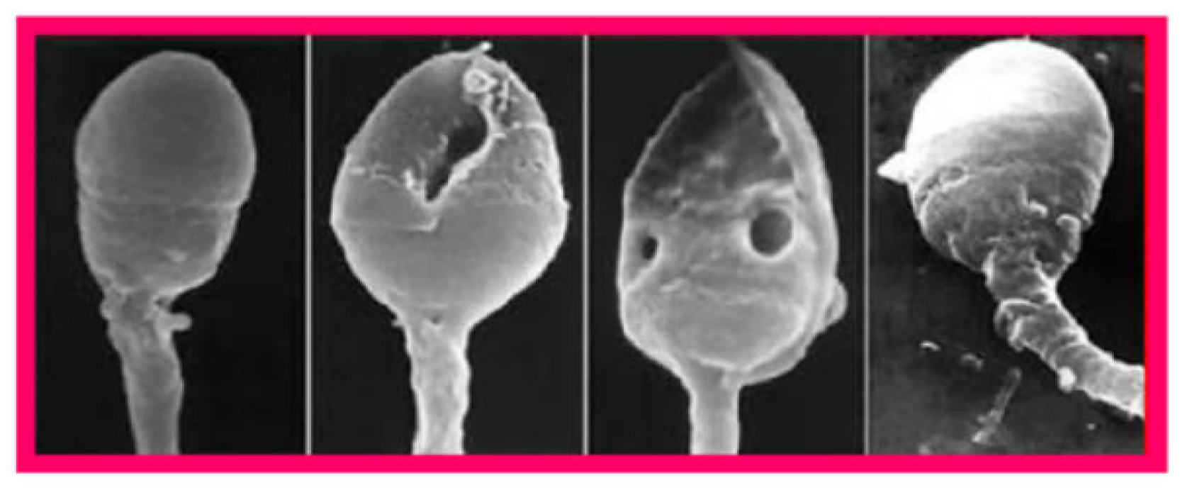 Preprints 161474 g005