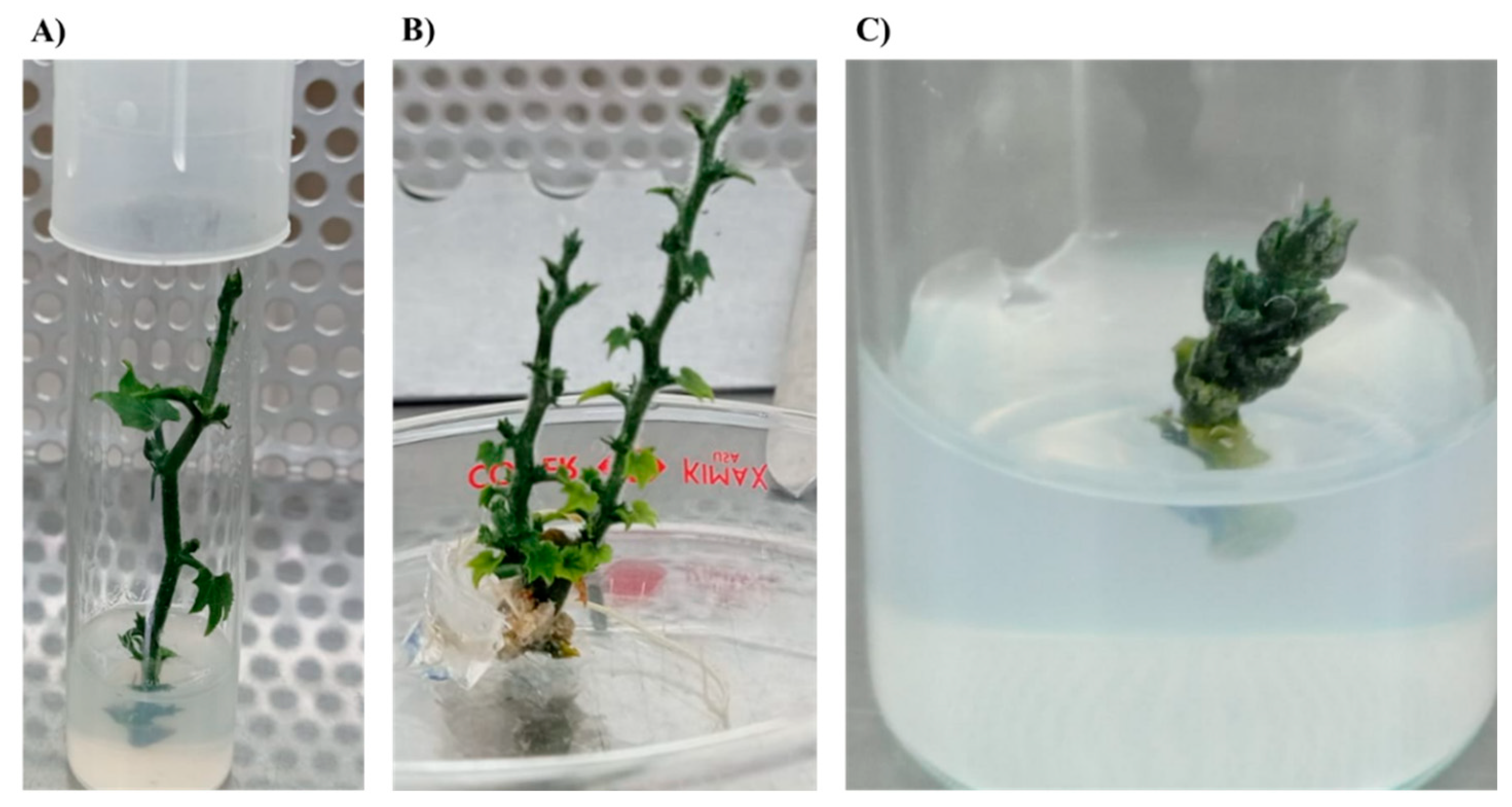 Preprints 93856 g003