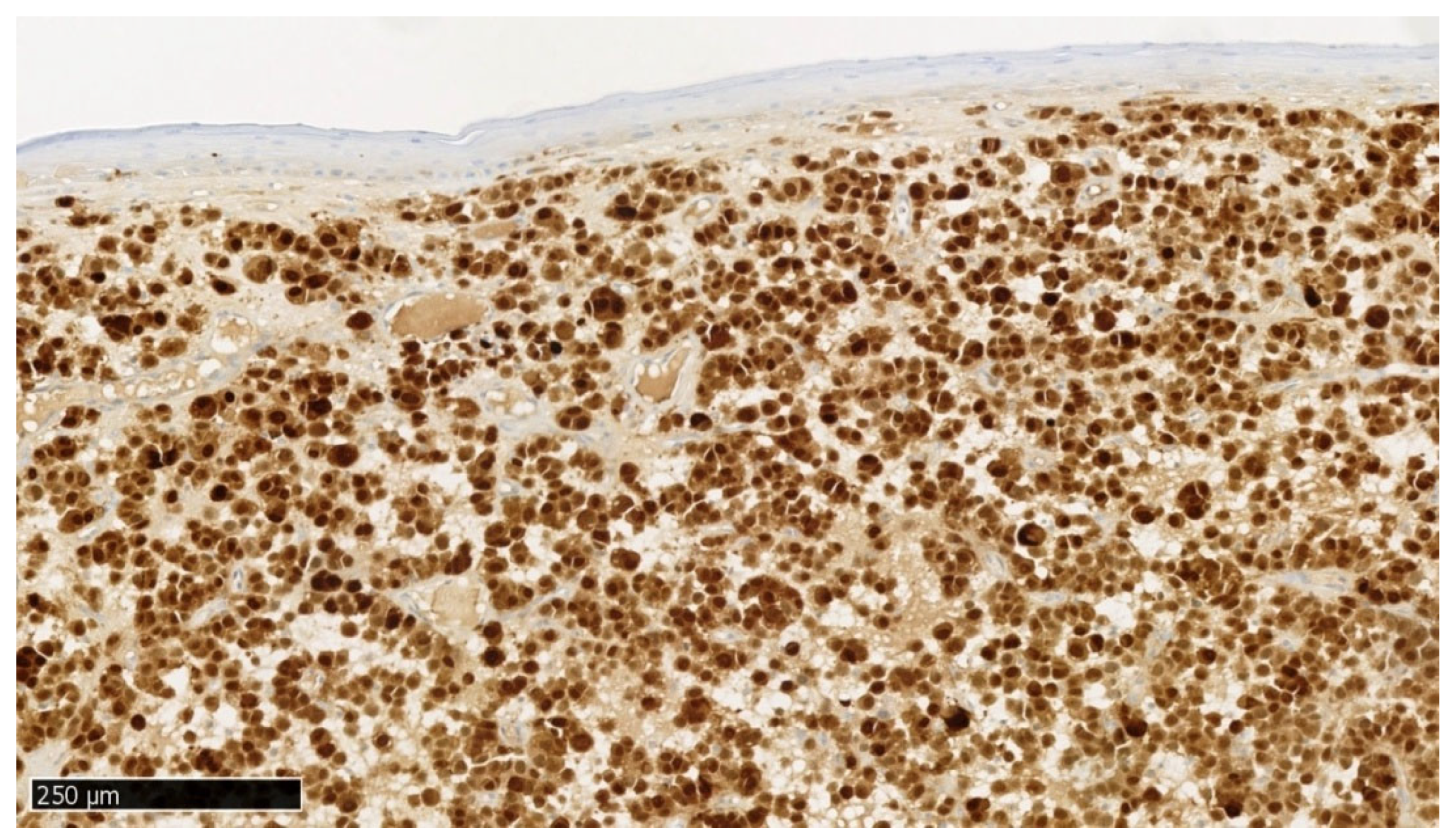 Preprints 169129 g006