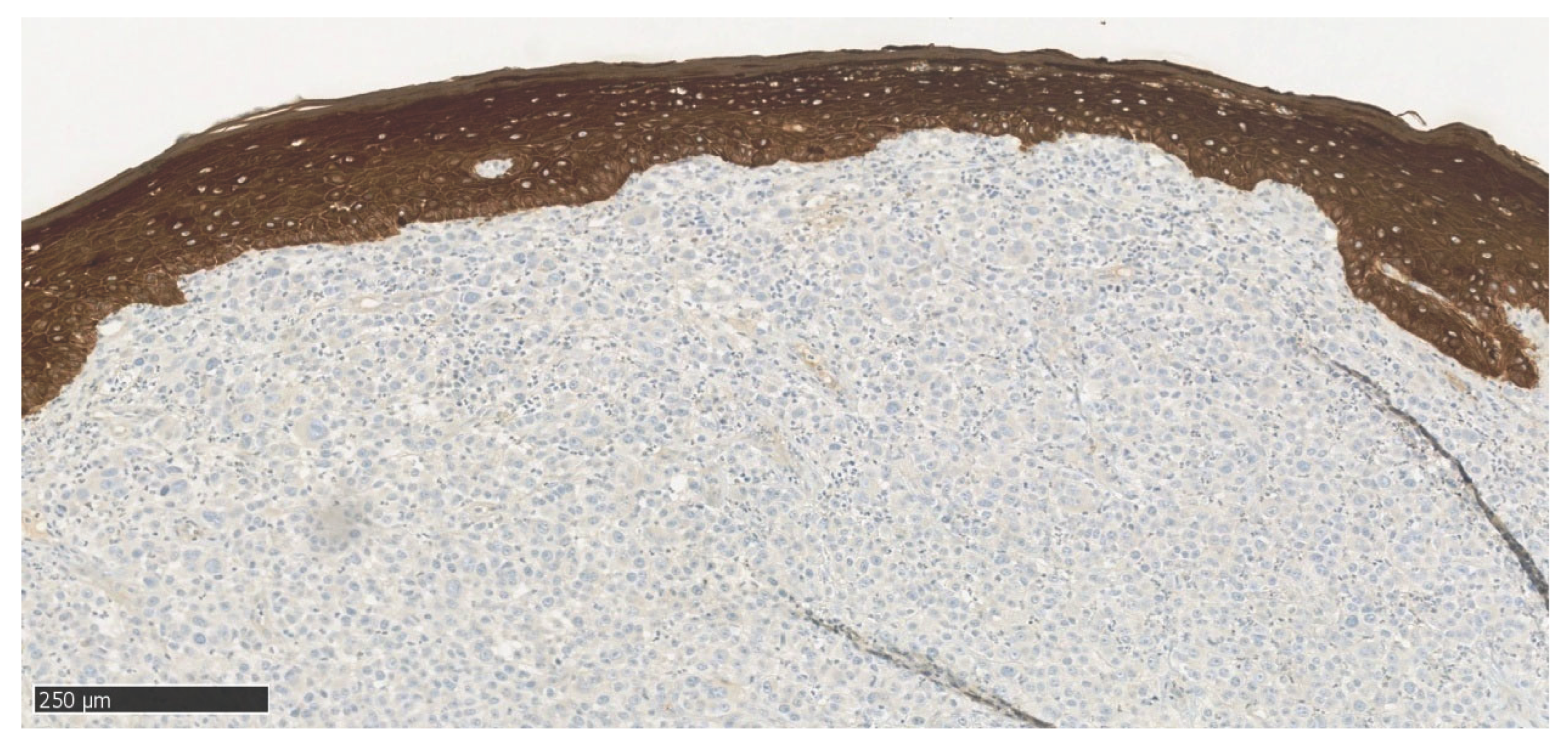 Preprints 169129 g008