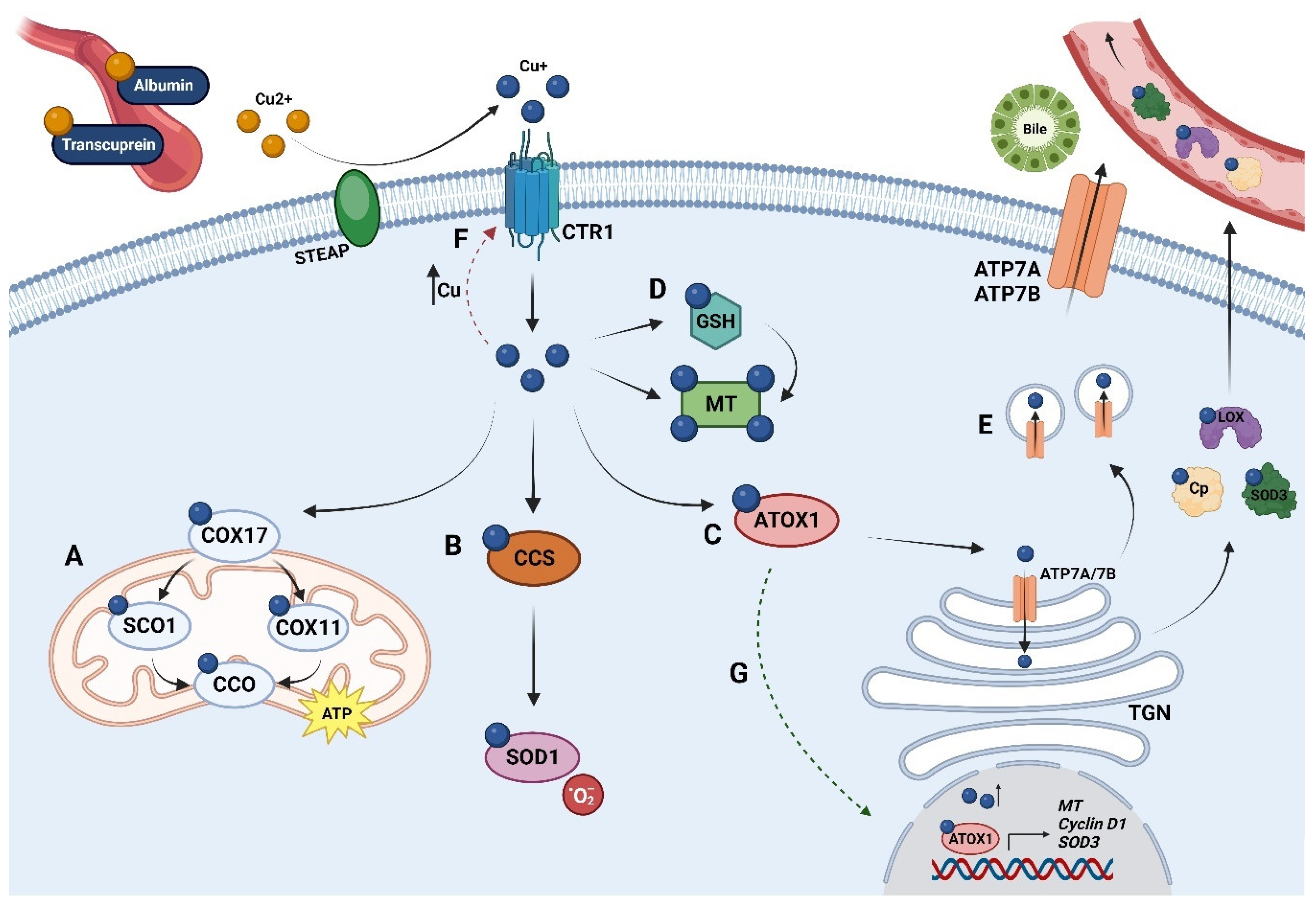 Preprints 91226 g001