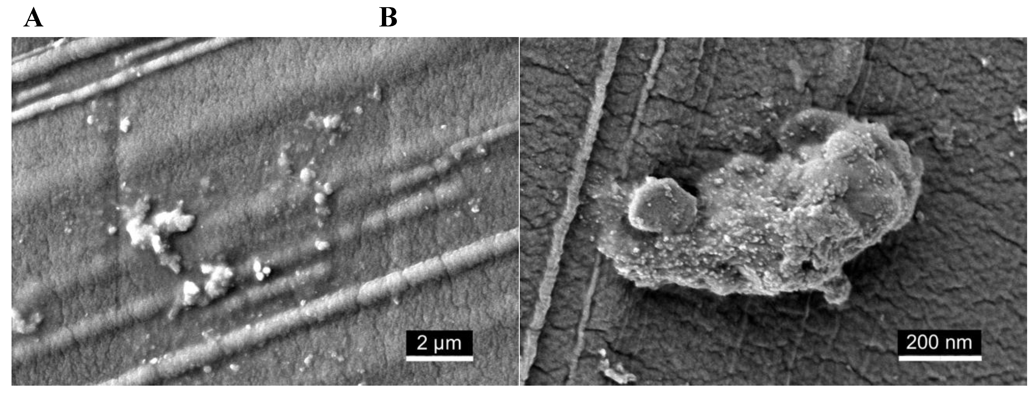 Preprints 184355 g008