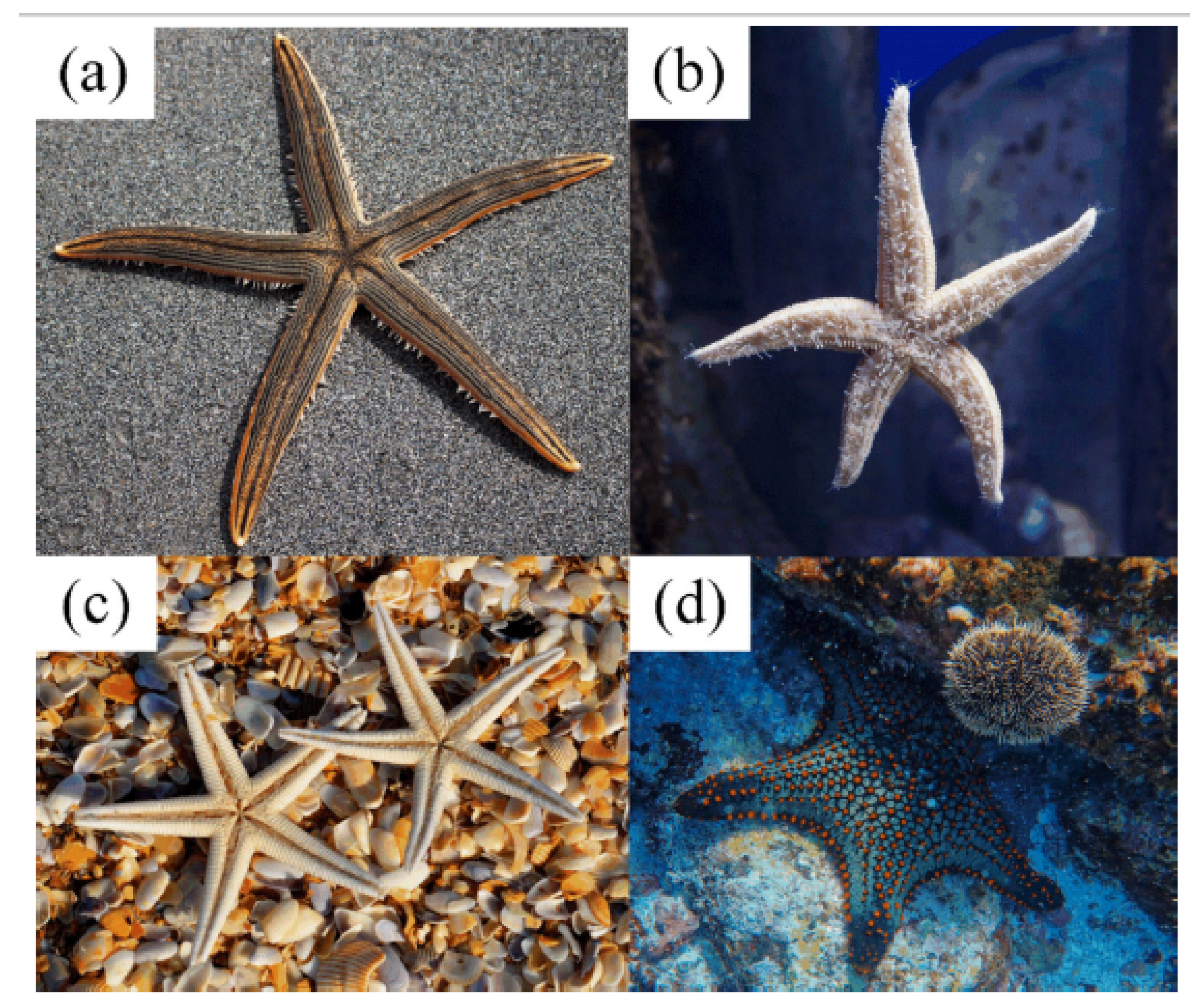 Preprints 150856 g003