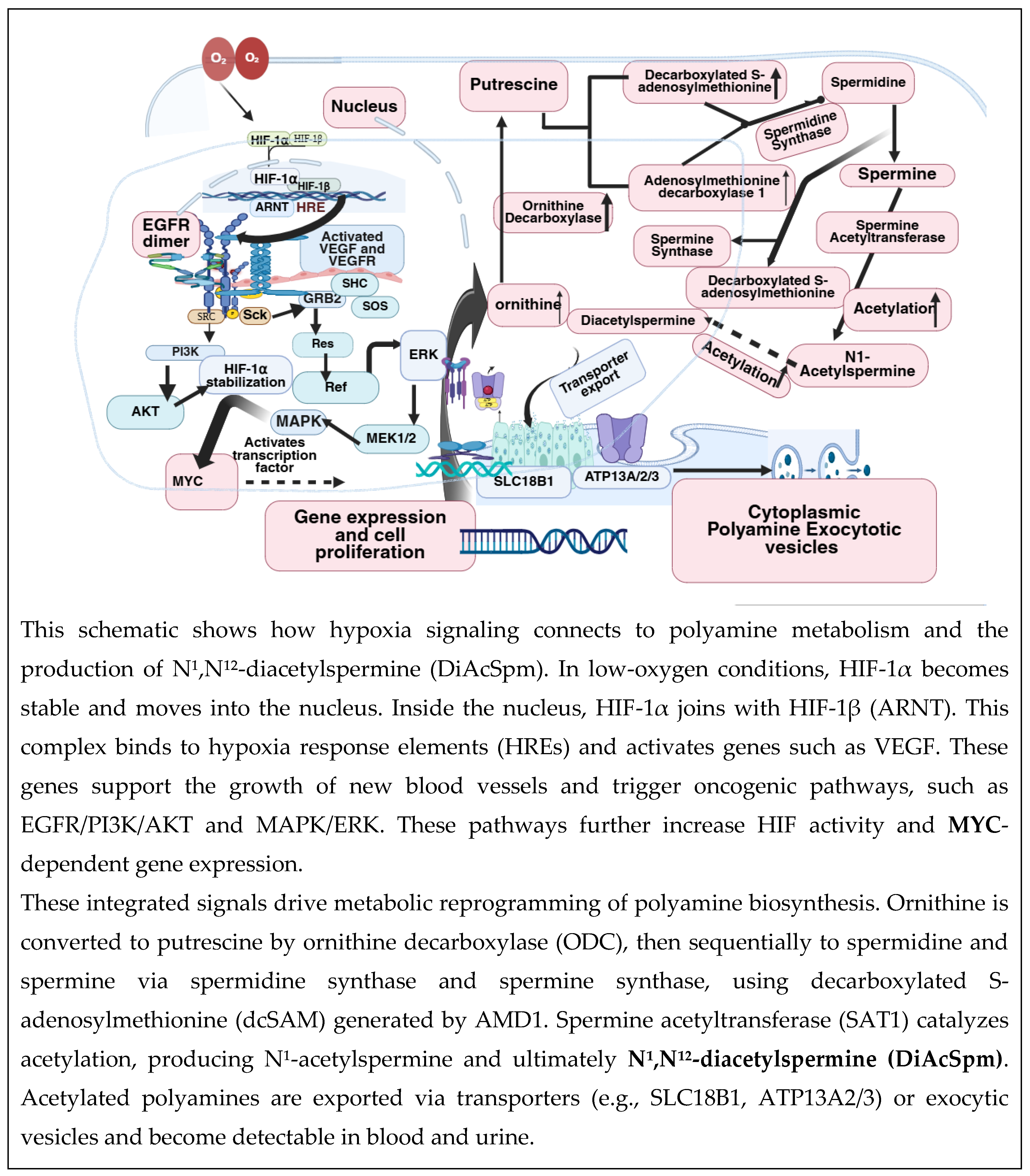 Preprints 210962 g002