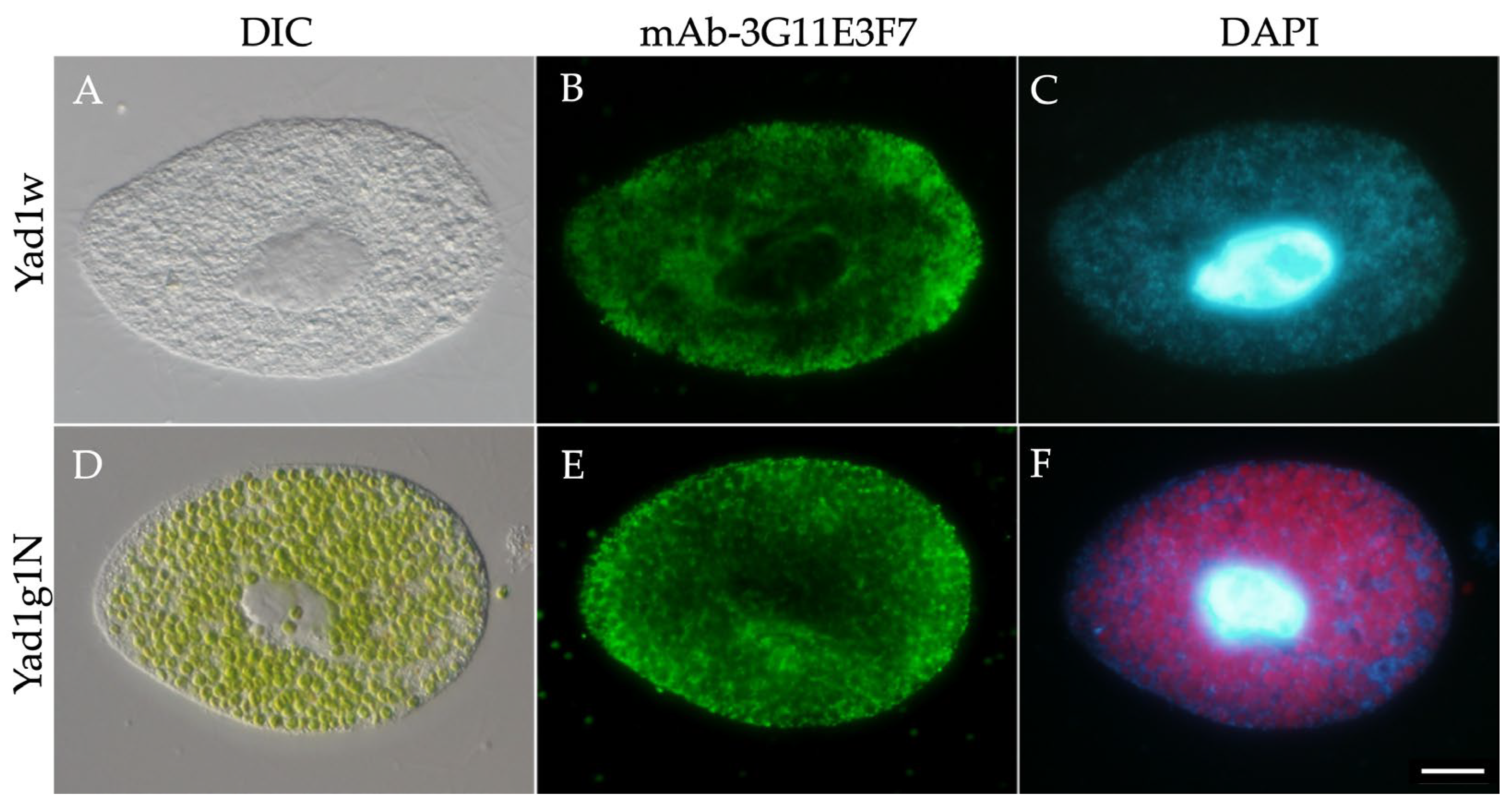 Preprints 203795 g001