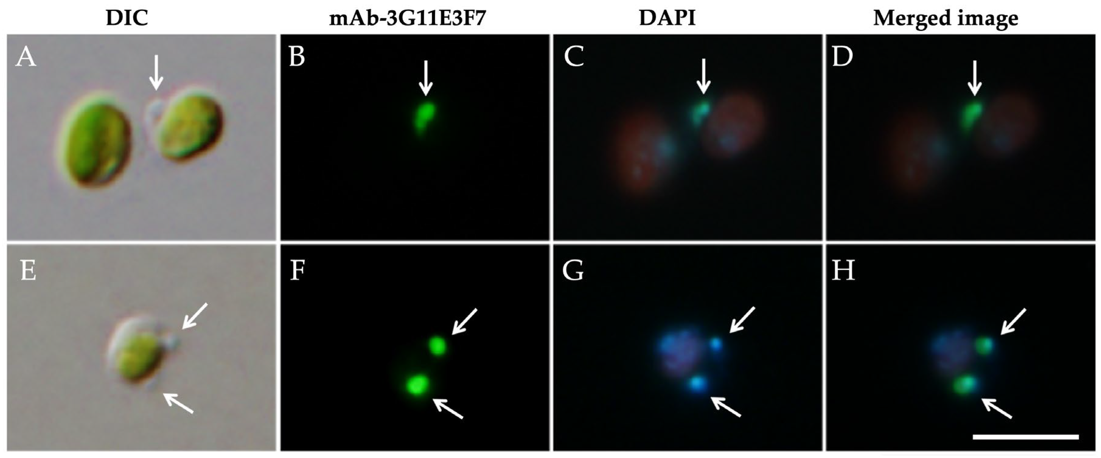 Preprints 203795 g004