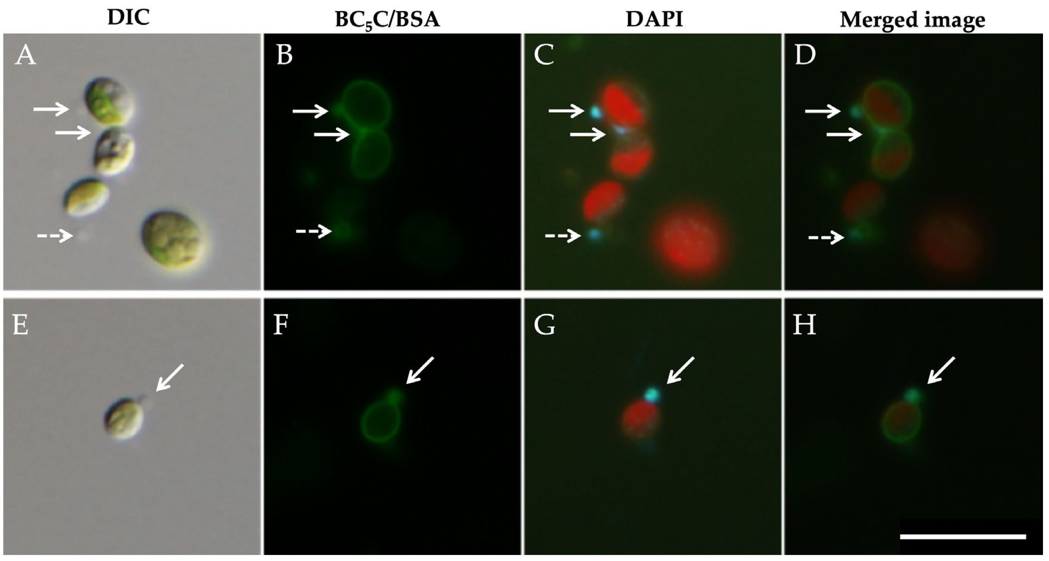 Preprints 203795 g005