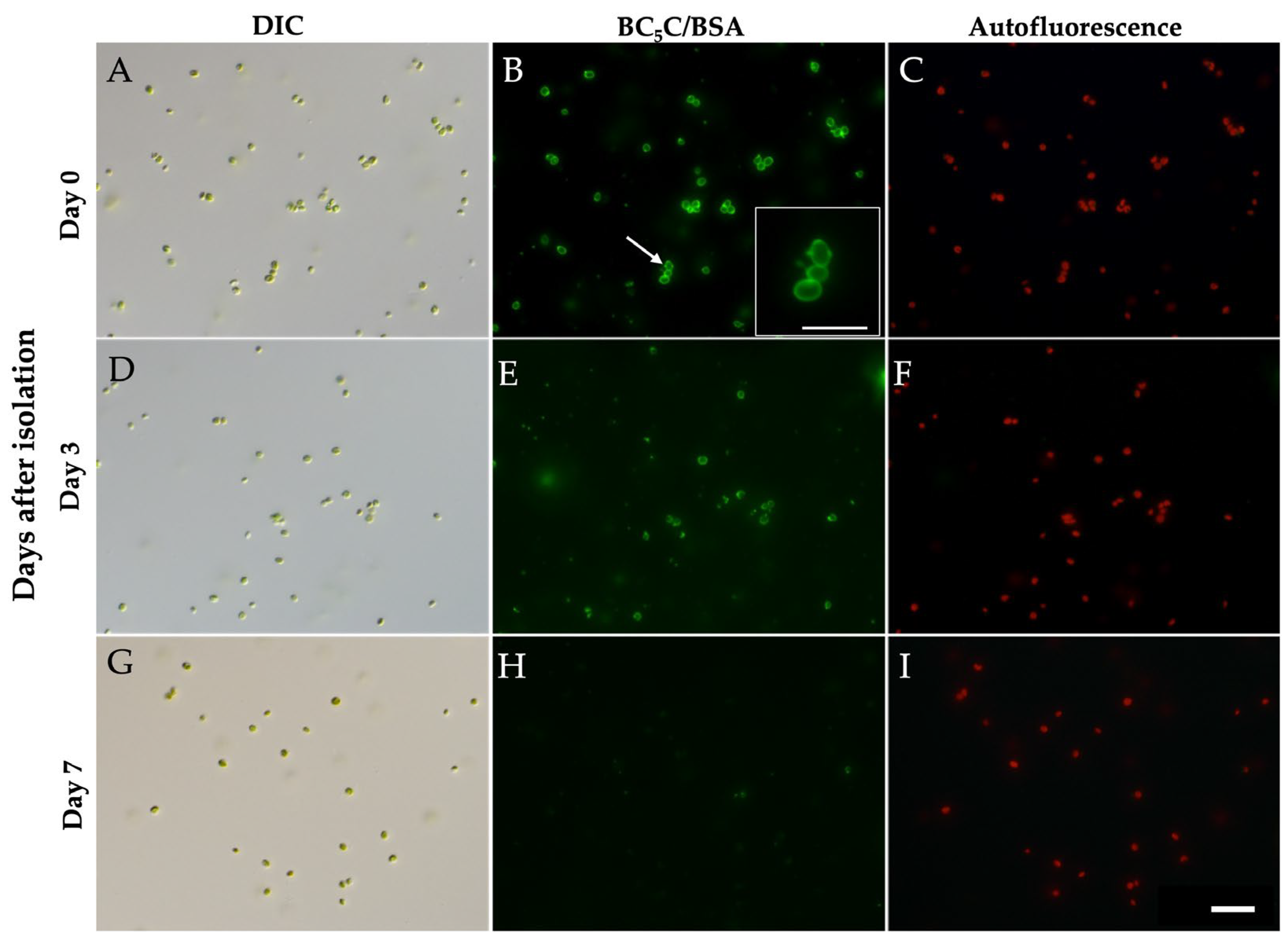Preprints 203795 g007