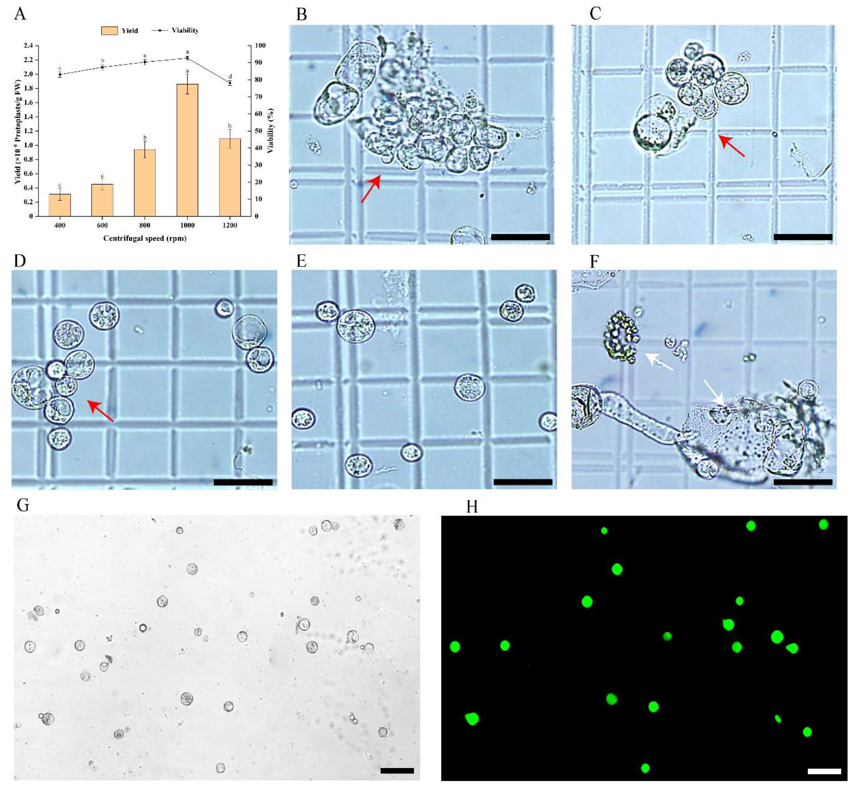 Preprints 190870 g003