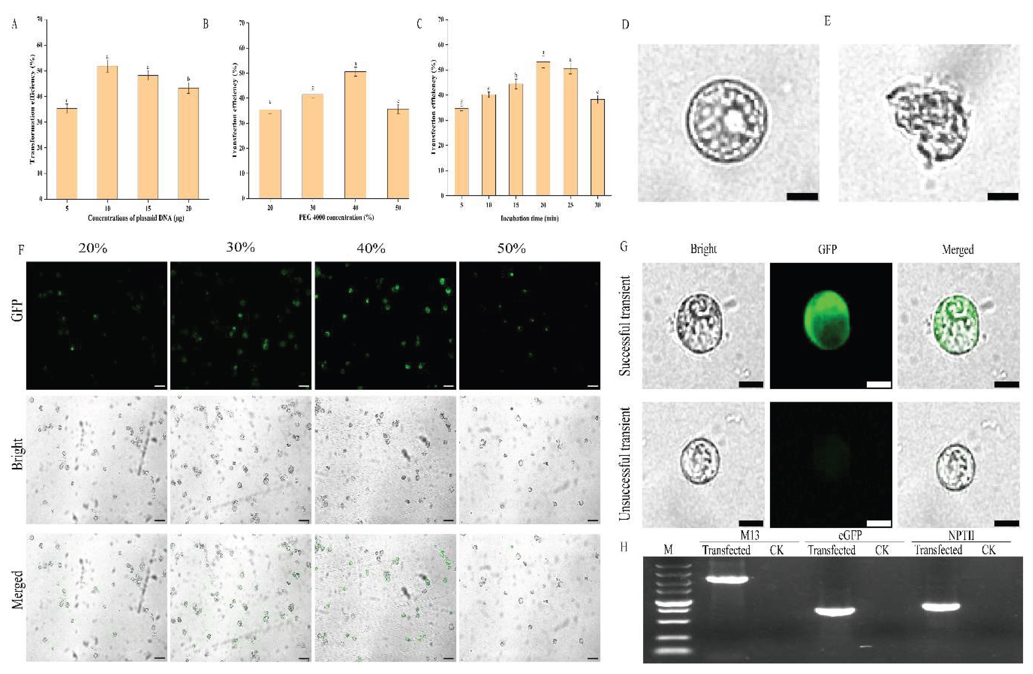 Preprints 190870 g005