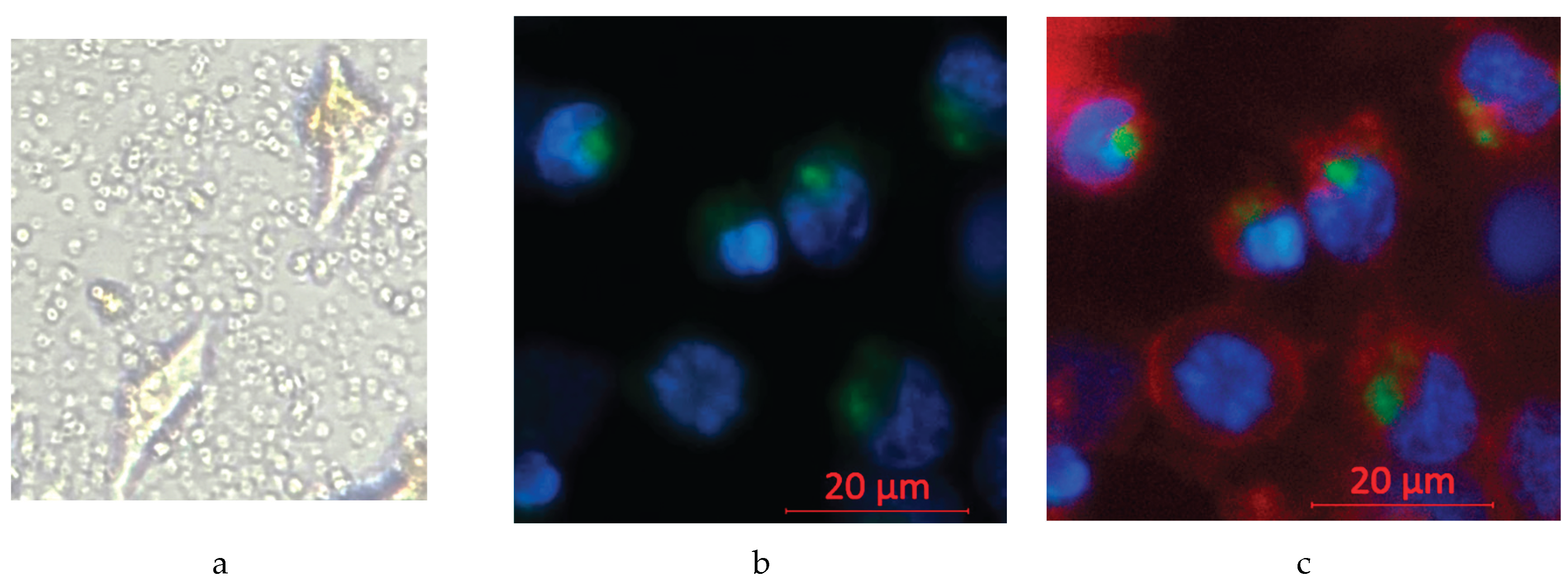 Preprints 168793 g008