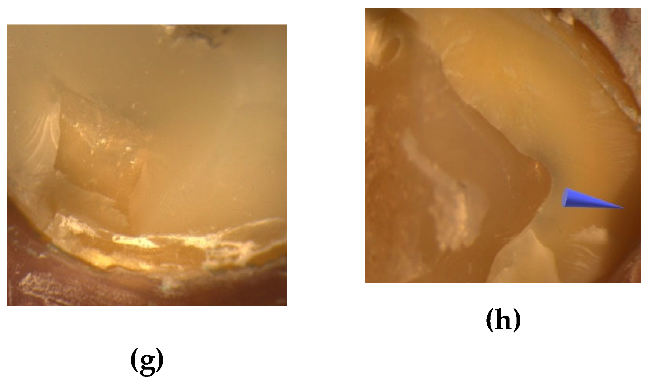 Preprints 154574 g006b
