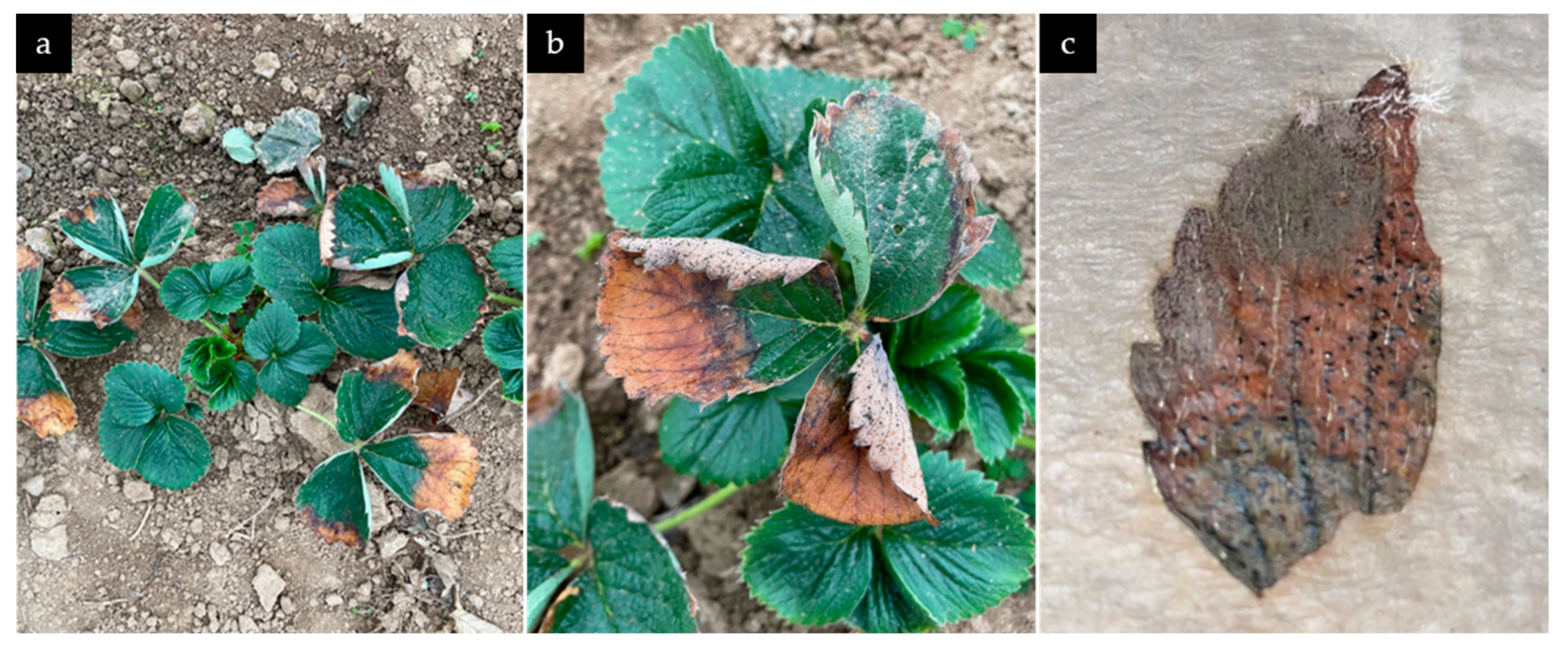 Preprints 140762 g002