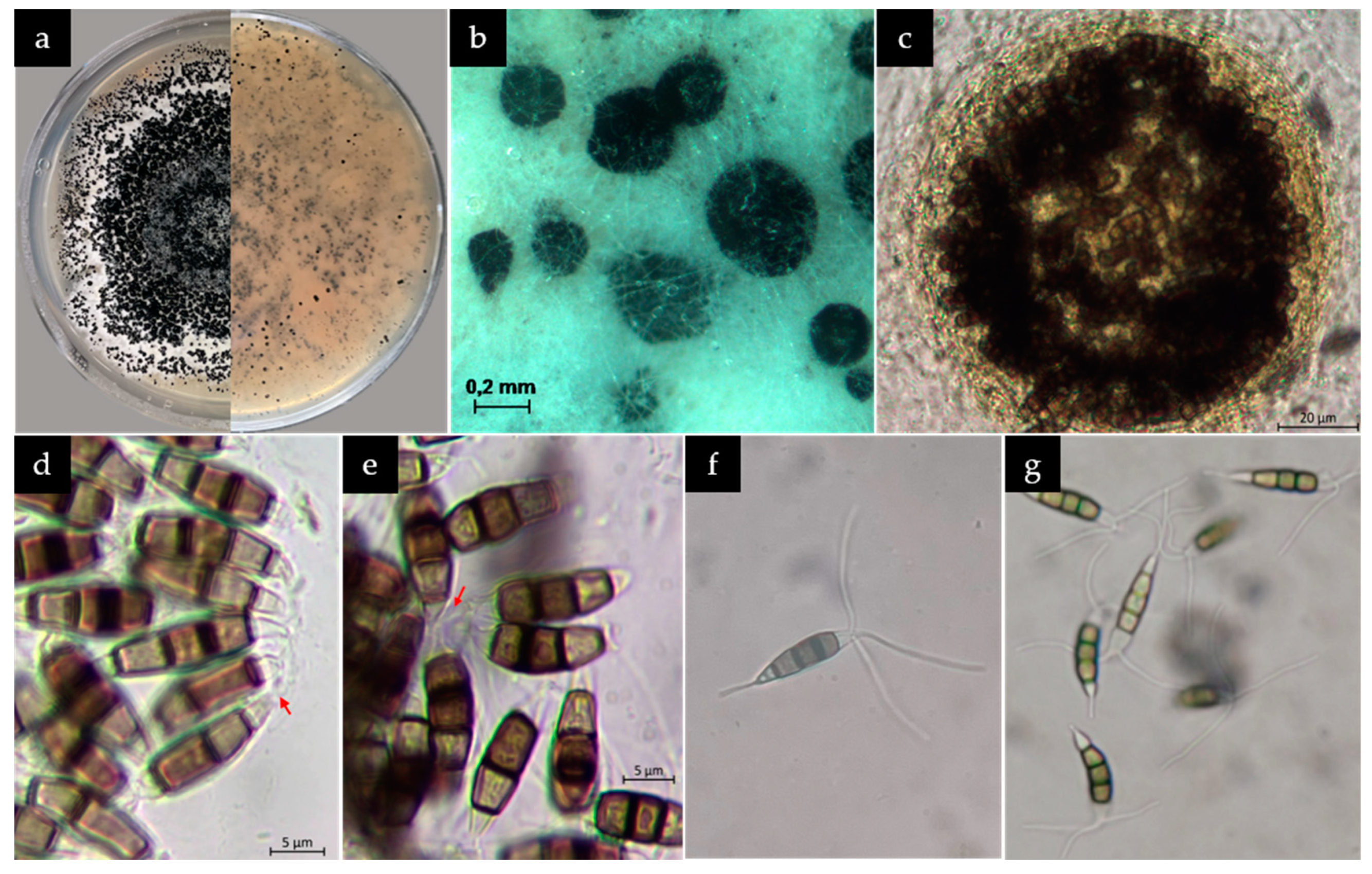 Preprints 140762 g003