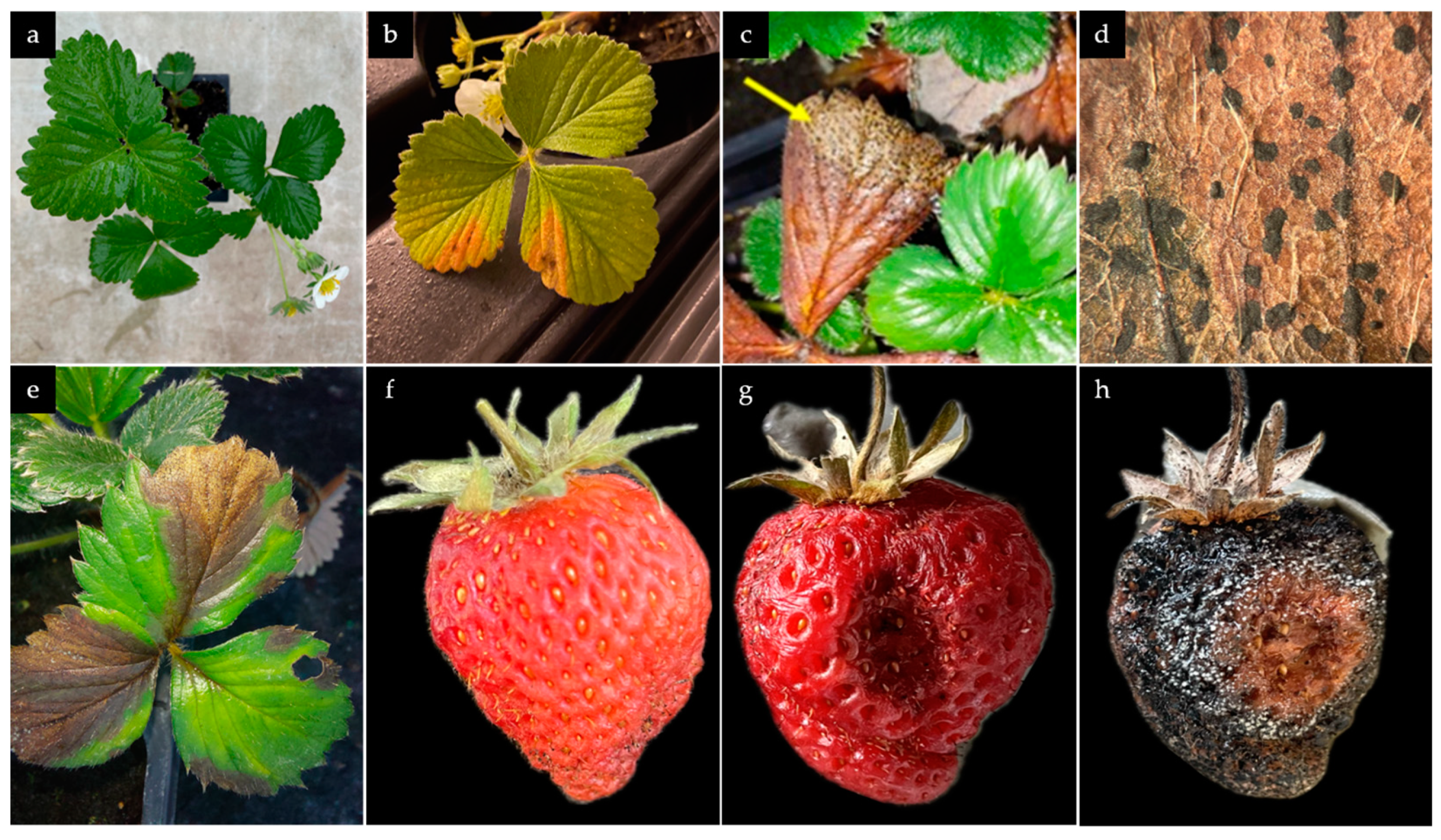 Preprints 140762 g004