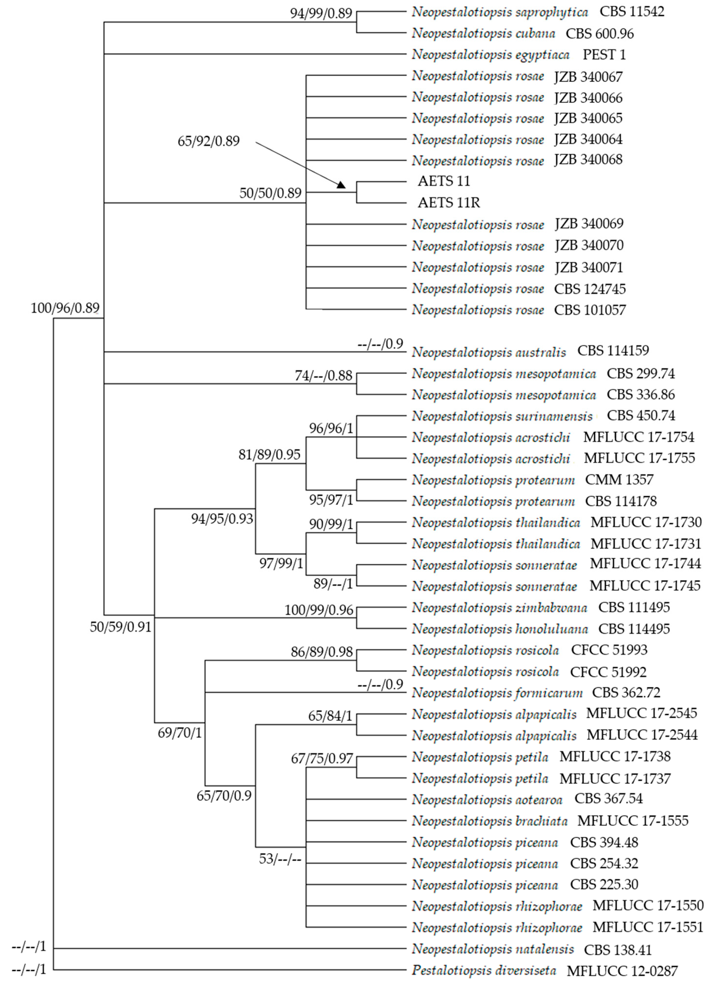 Preprints 140762 g005