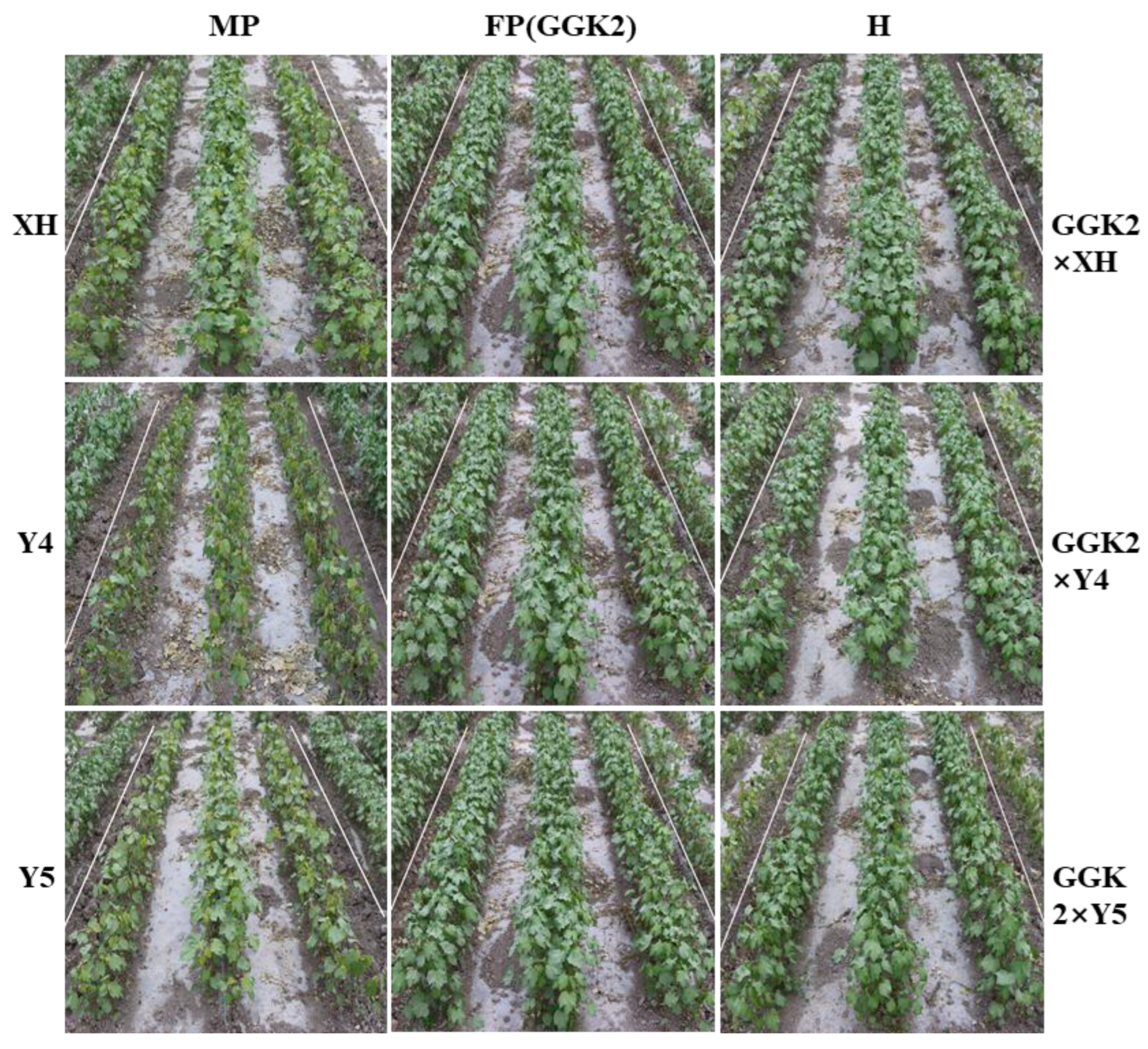 Preprints 187249 g002