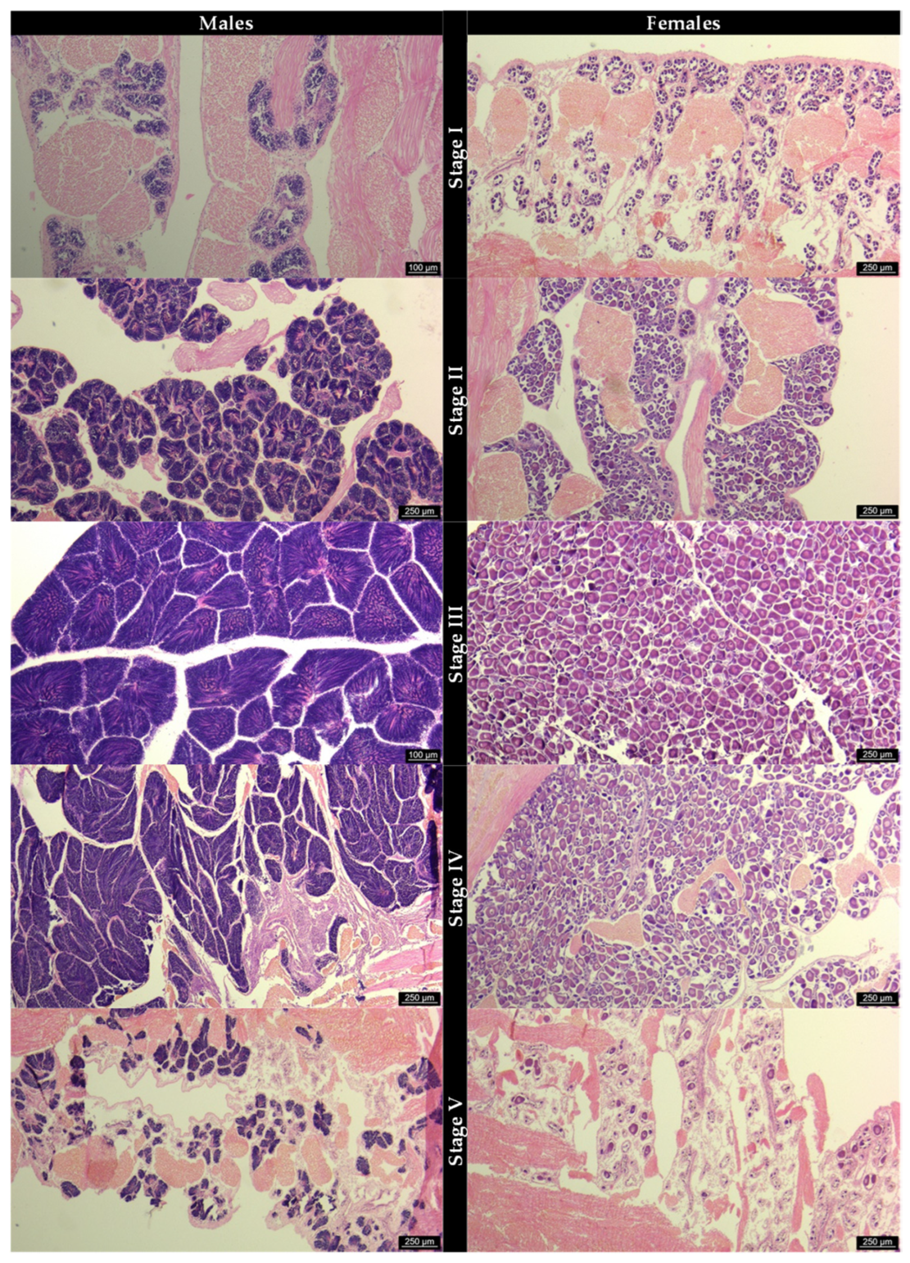 Preprints 205410 g002