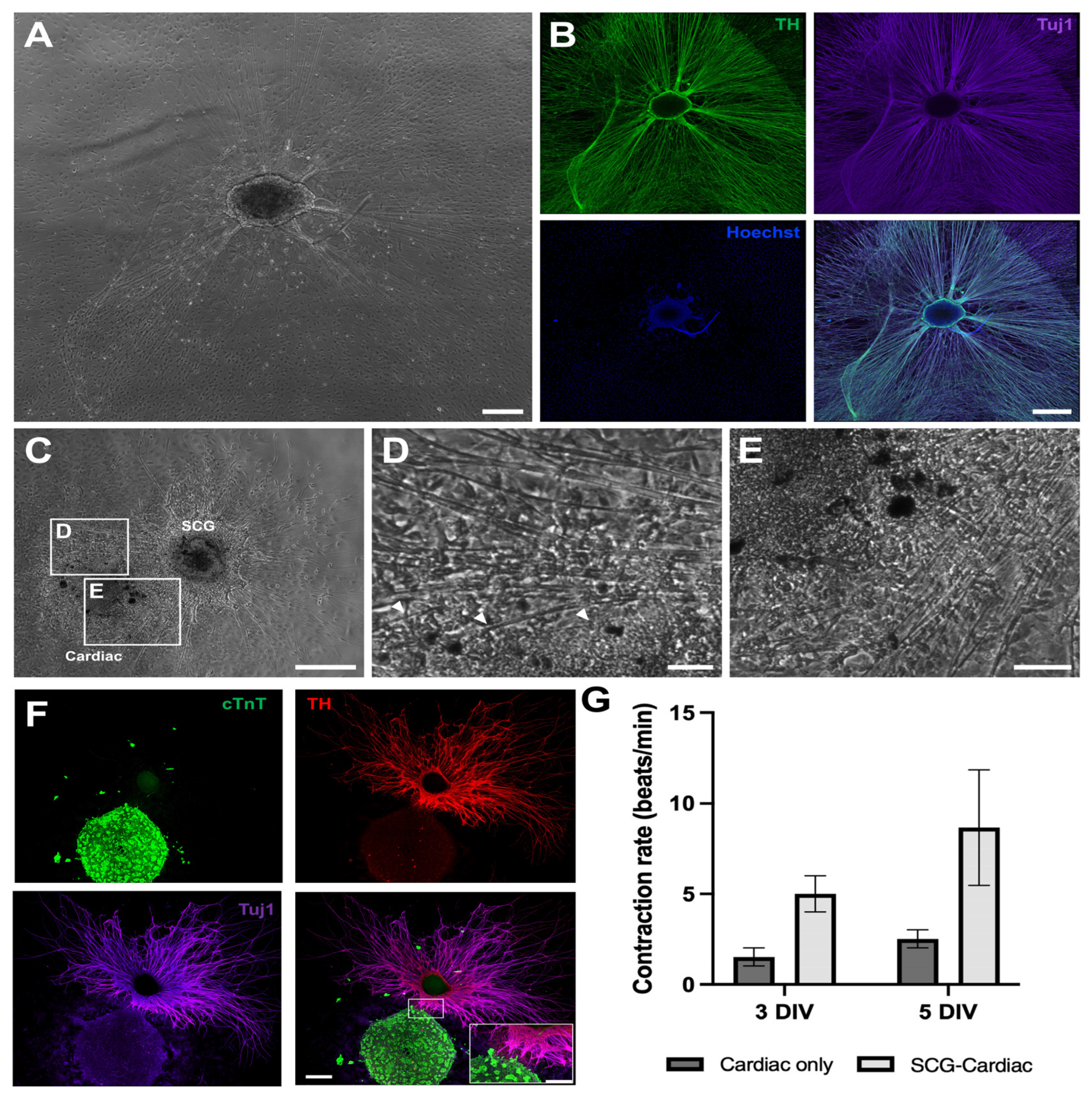 Preprints 232948 g002 Preprints 232948 g002