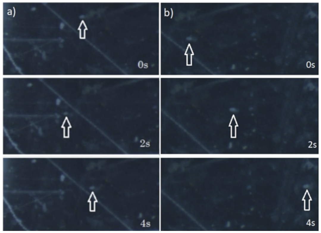 Preprints 231986 g003 Preprints 231986 g003