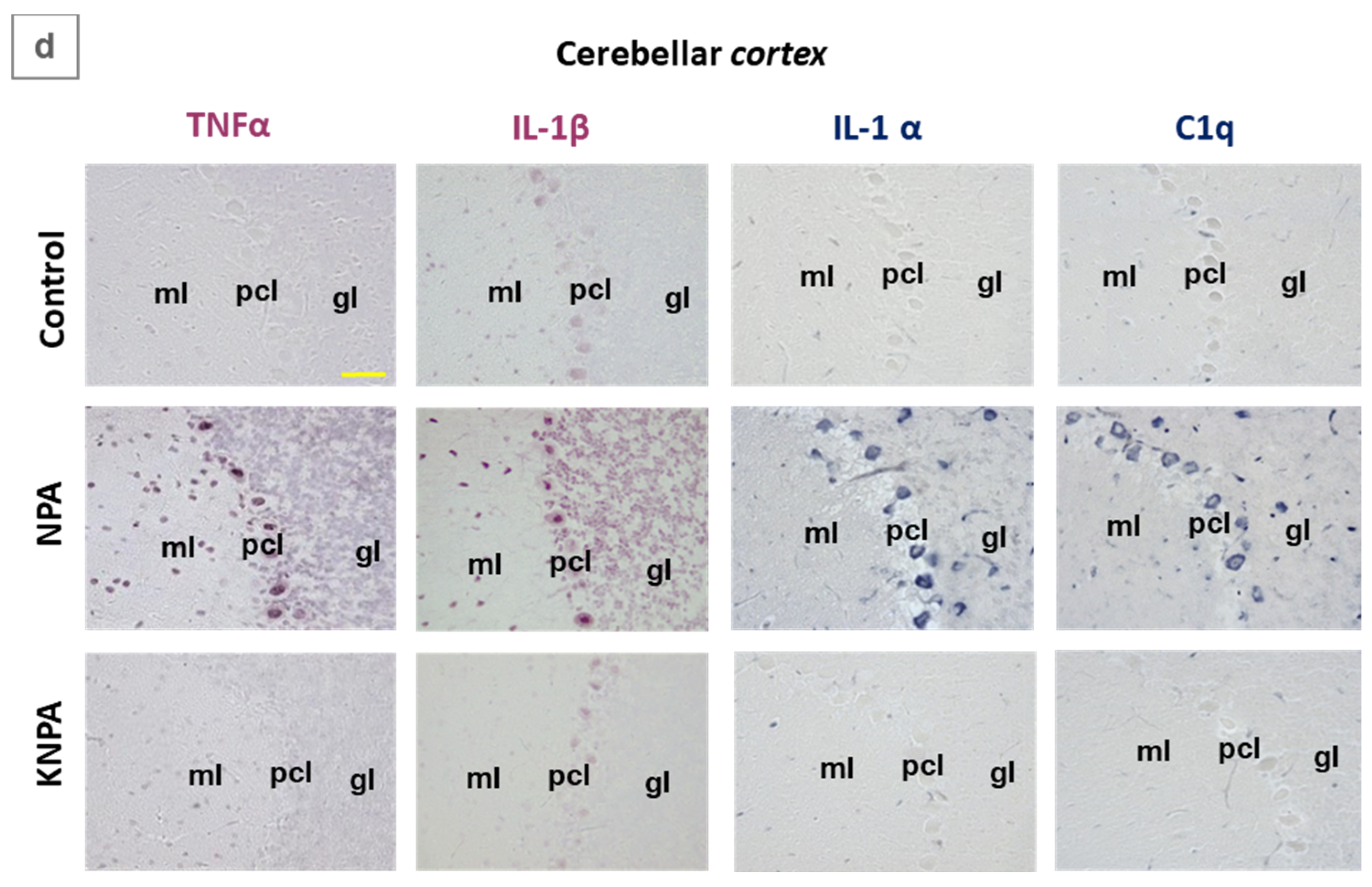 Preprints 199542 g002b