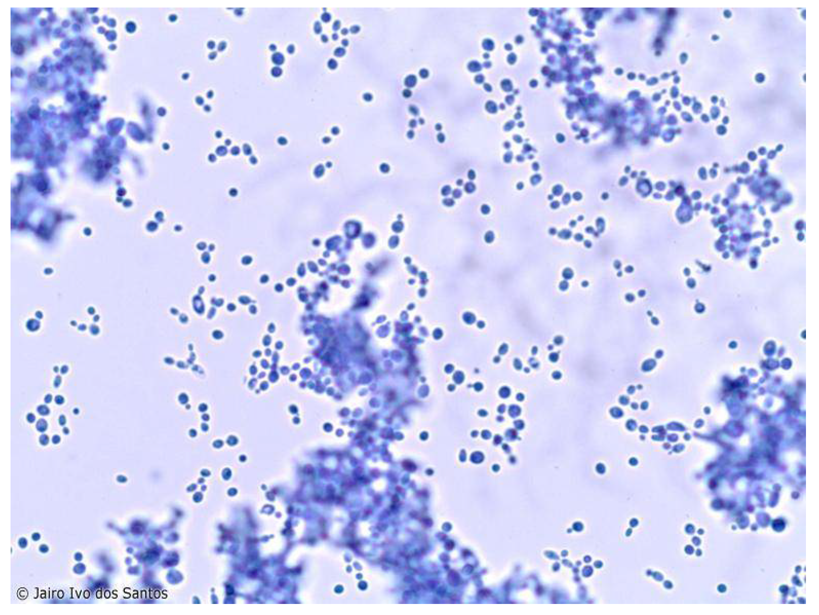 Preprints 111081 g001