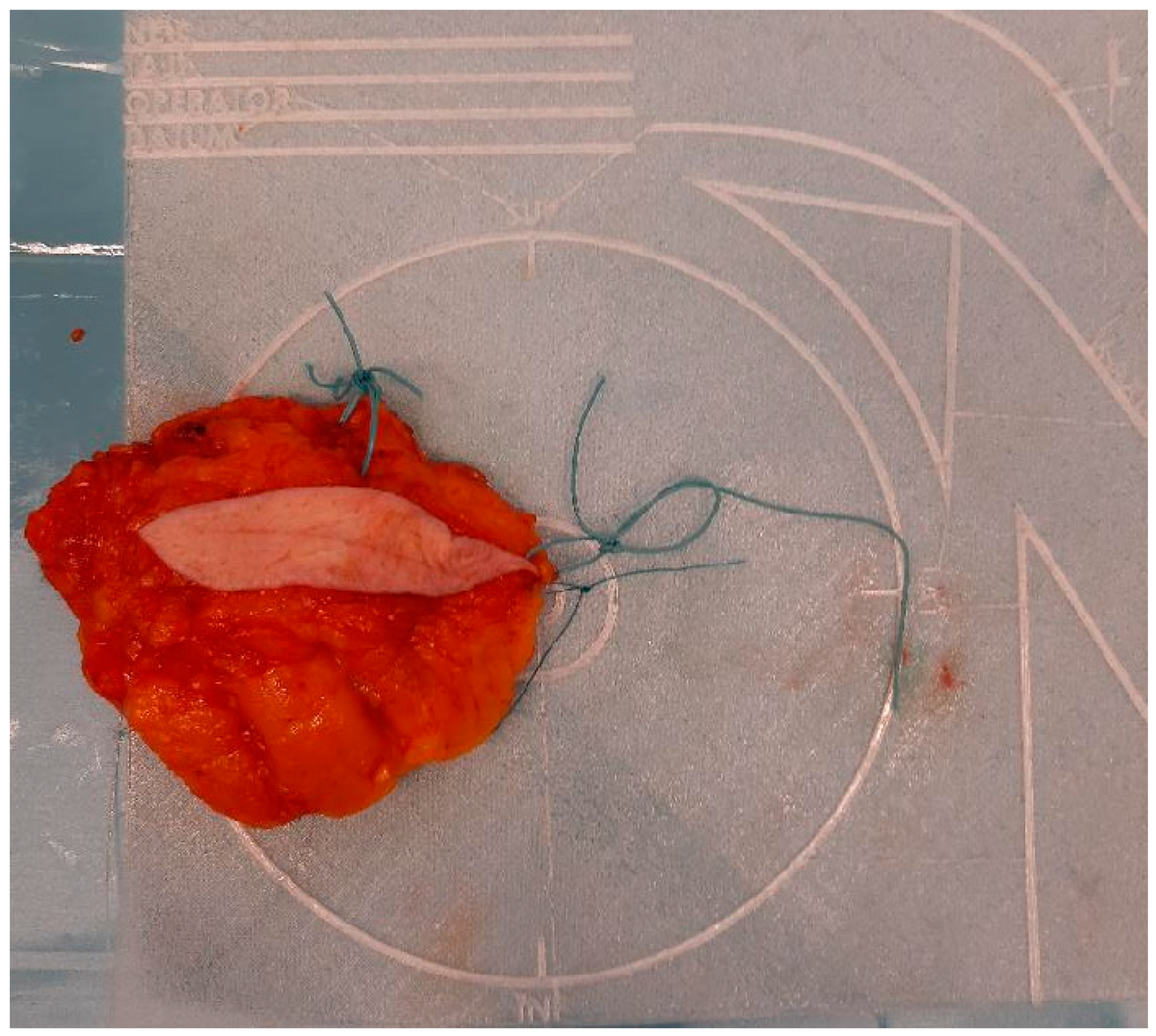 Preprints 146802 g001