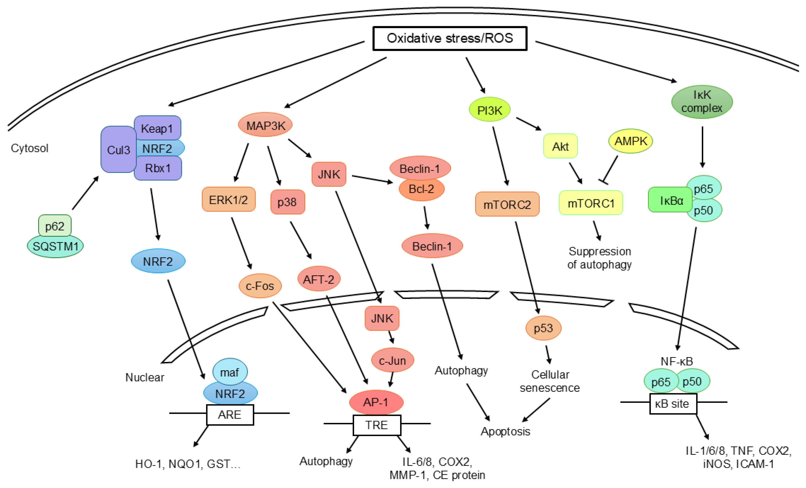 Preprints 231155 g002